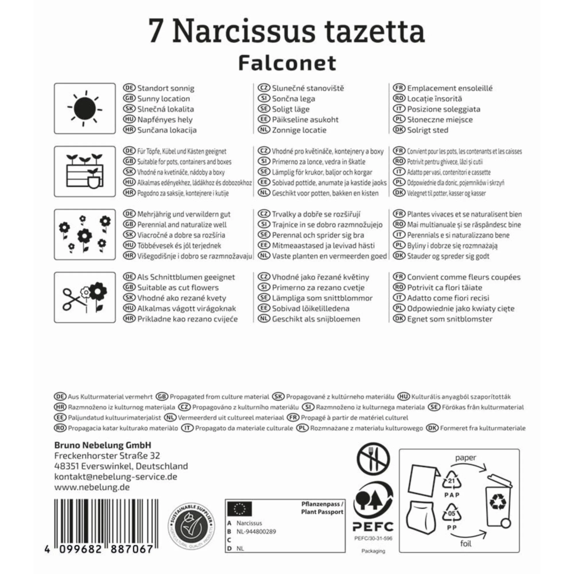 Narzisse 'Falconet', 7 Zwiebeln - Image 2