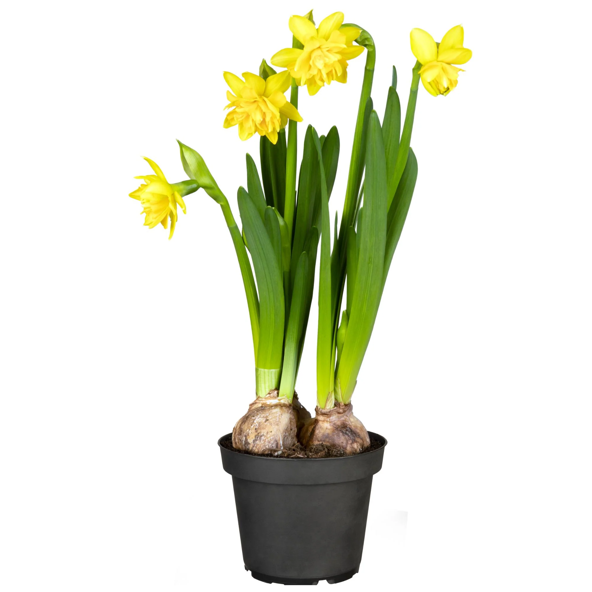 Vorschaubild 2