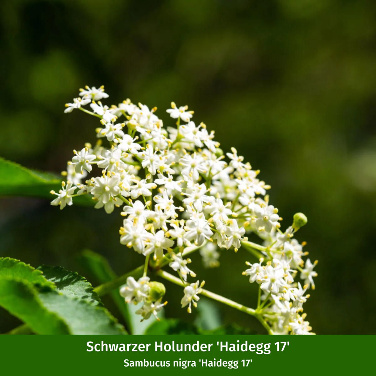 Naturnahe Vogelhecke - Image 5