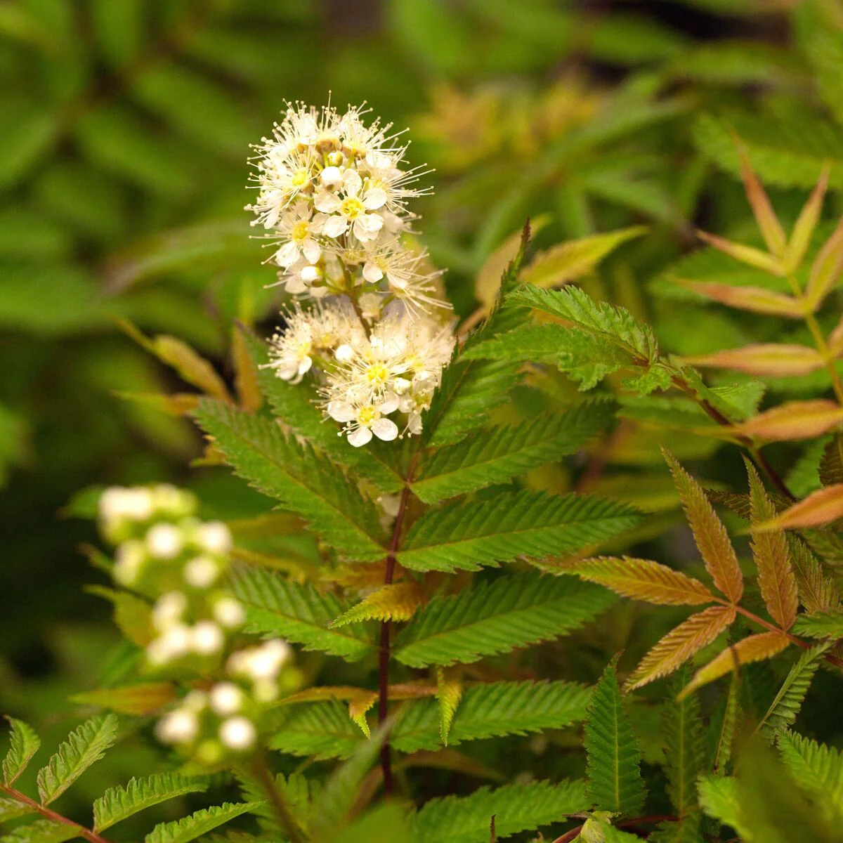 Niedrige Fiederspiere 'Sem®'