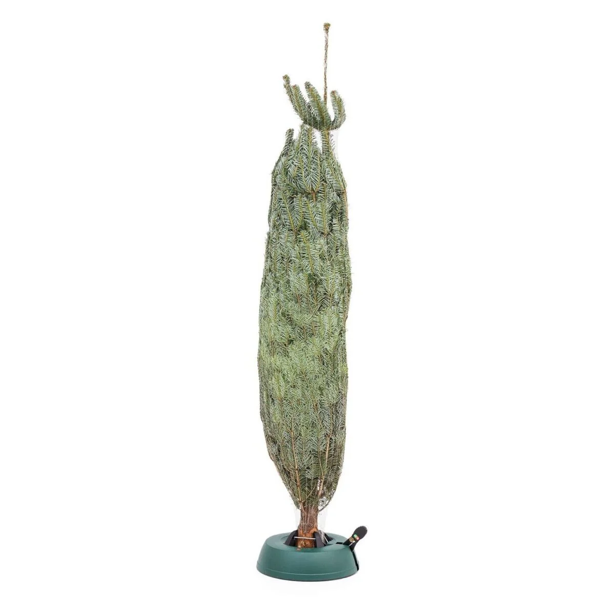 Weihnachtsbaum Nordmanntanne L | ca. 155 - 175 cm - Image 3