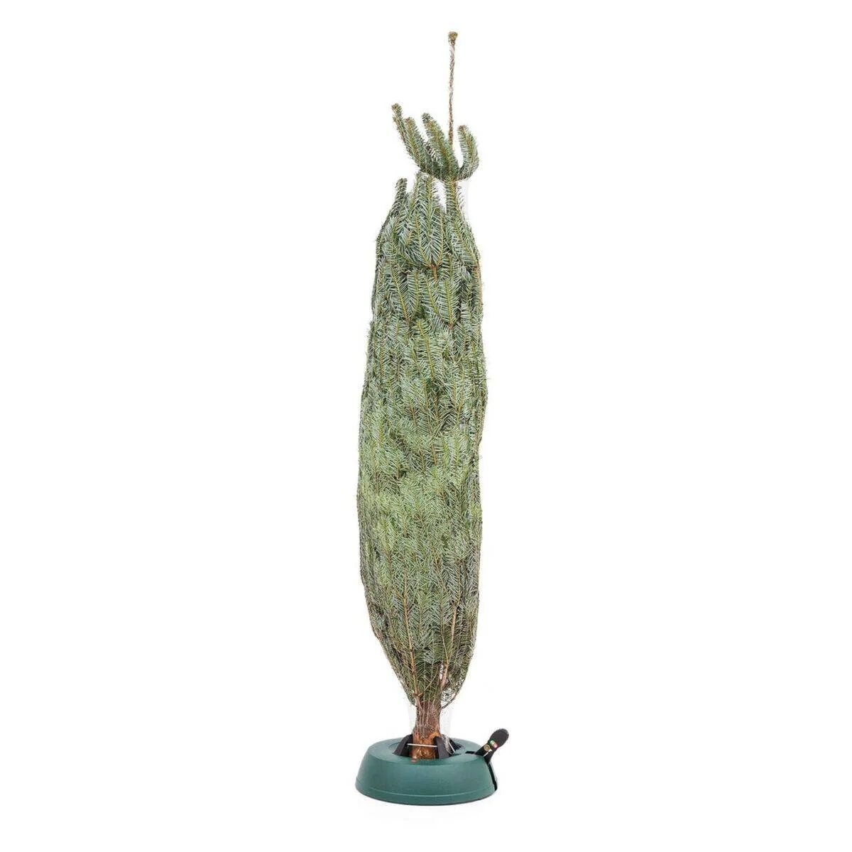 Weihnachtsbaum Nordmanntanne M | ca. 125 - 150 cm - Image 3