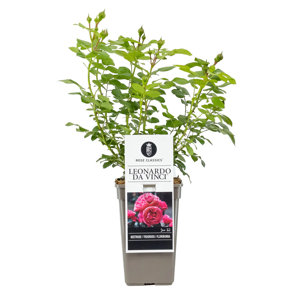 Nostalgisches Rosen- & Blut-Storchenschnabelbeet, 7 Pflanzen - Image 6
