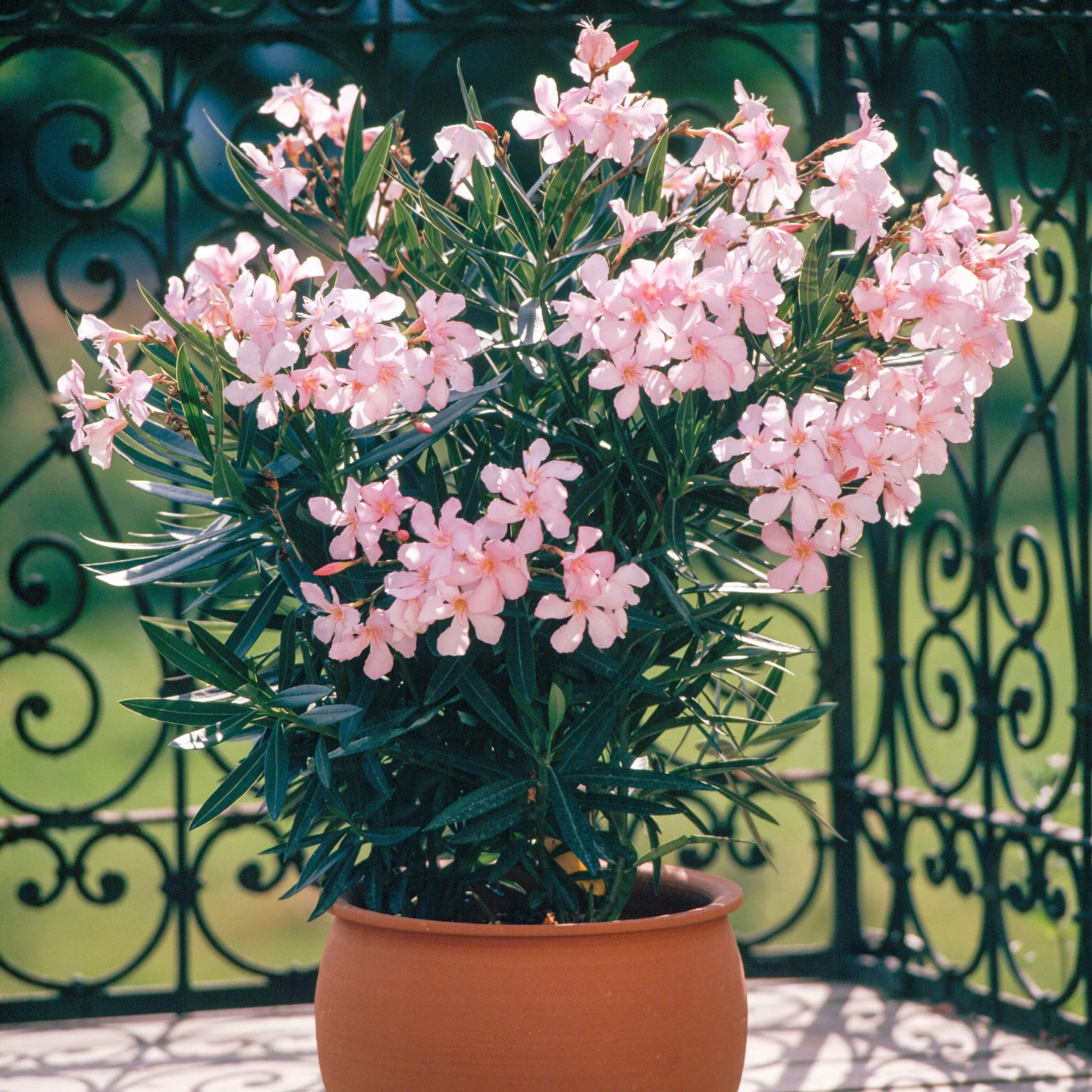 Oleander Busch - Image 3