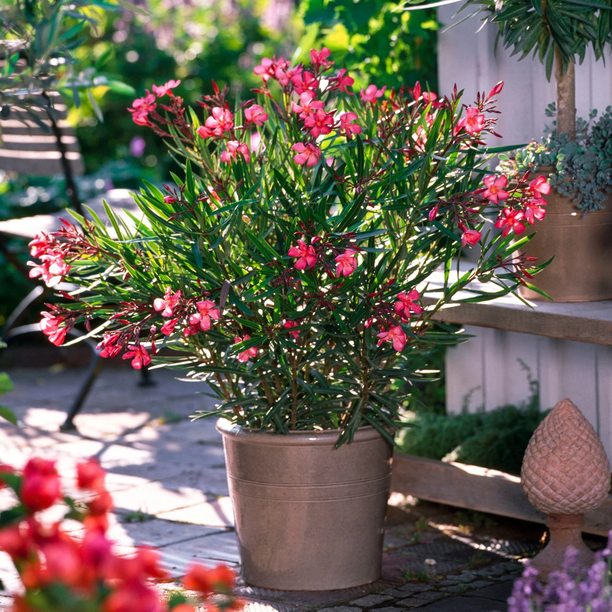 Oleander Busch - Image 6