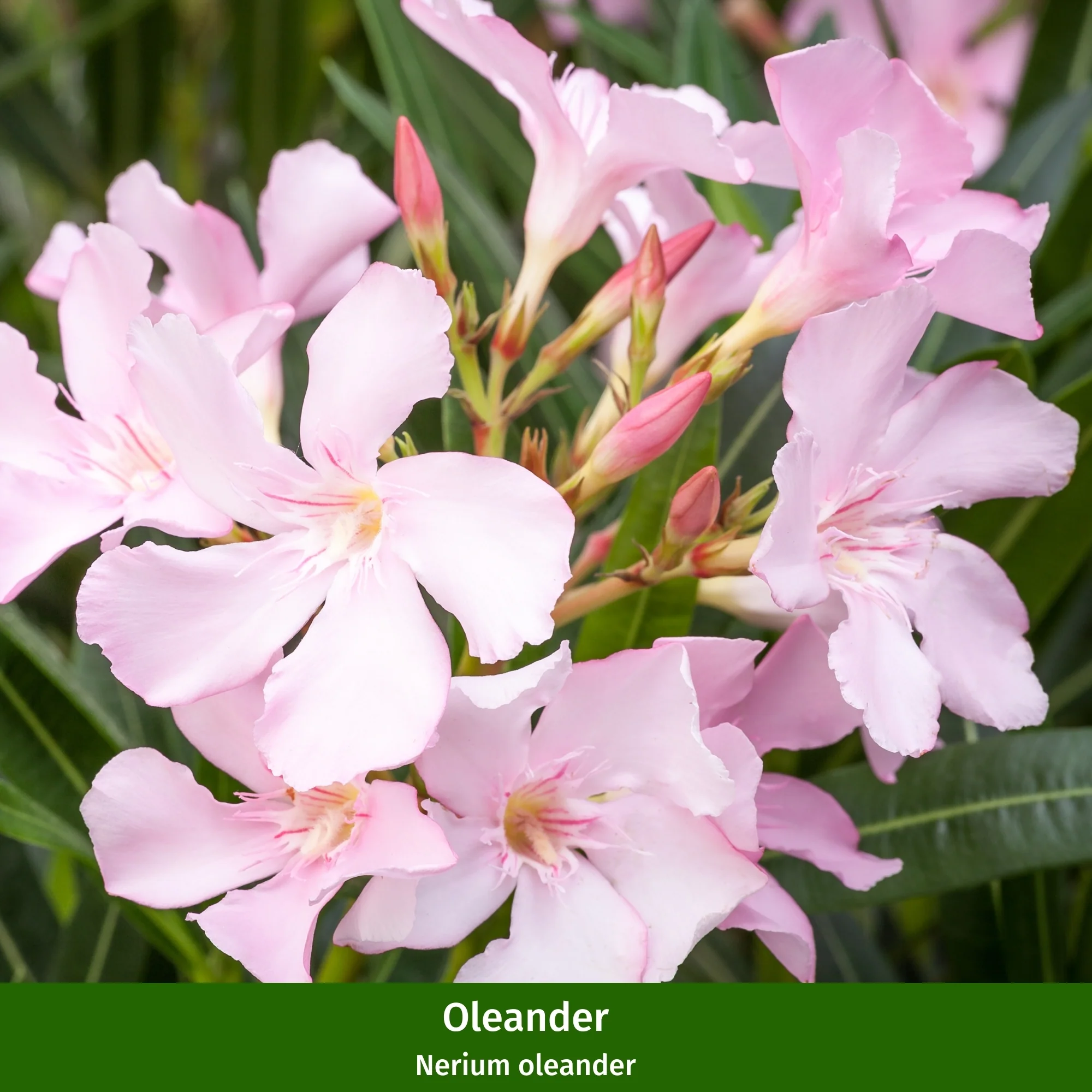 Oleander-Duo - Image 3