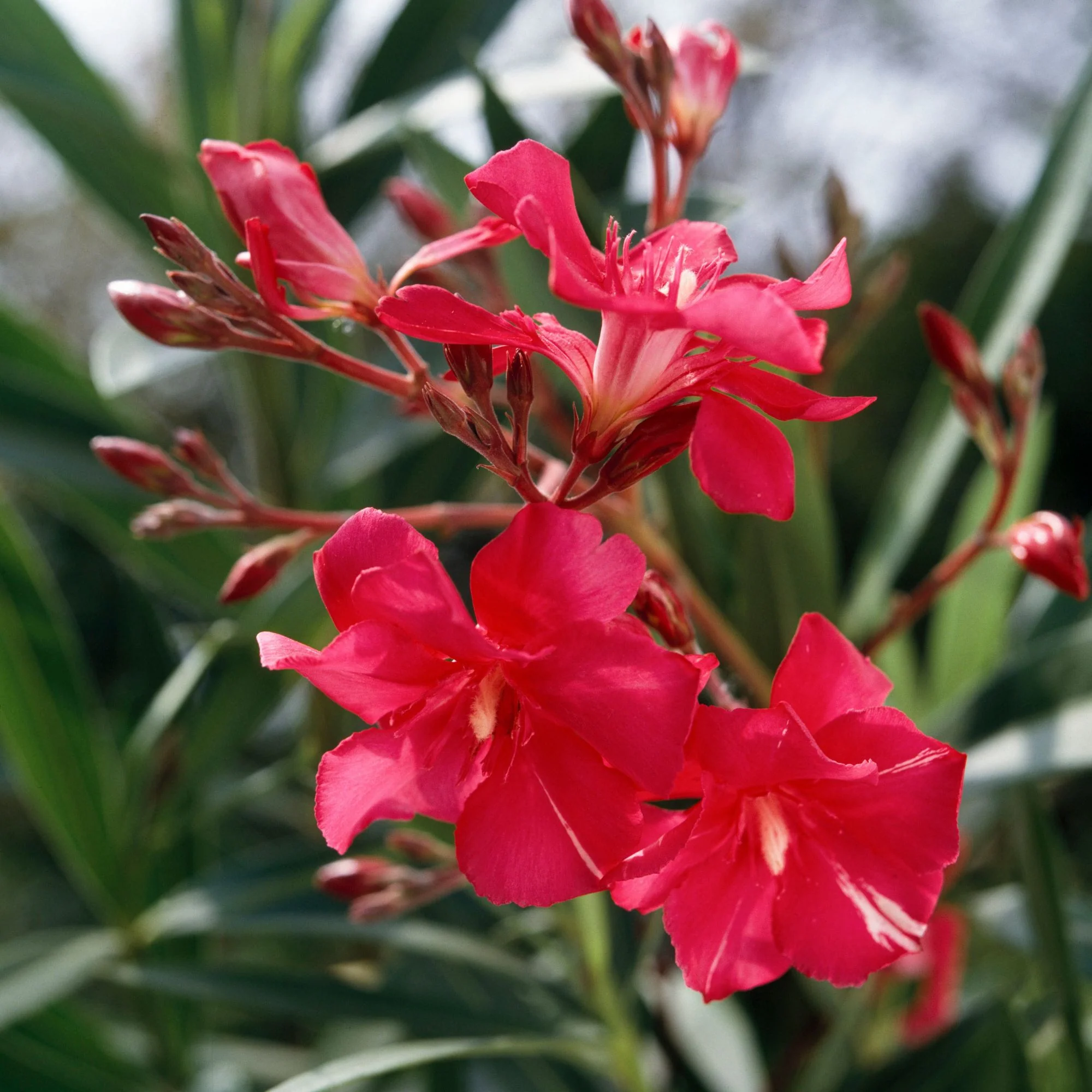 Oleander Stamm