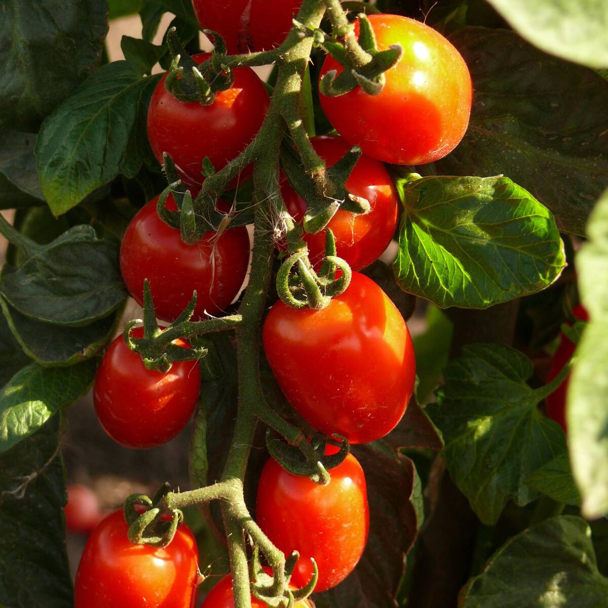 Oliventomate 'Pandorino', F1