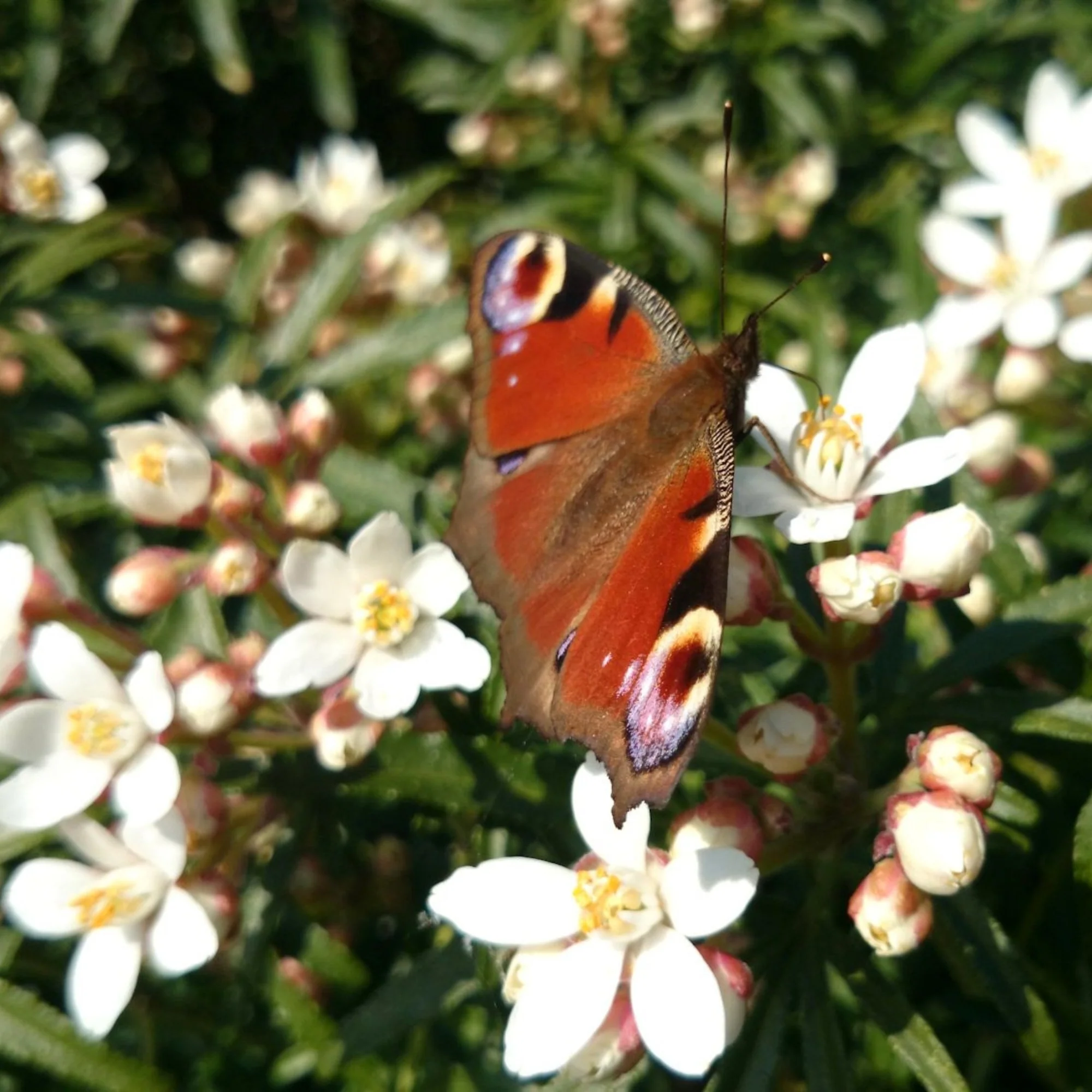Orangenblume 'White Dazzler®' - Image 2