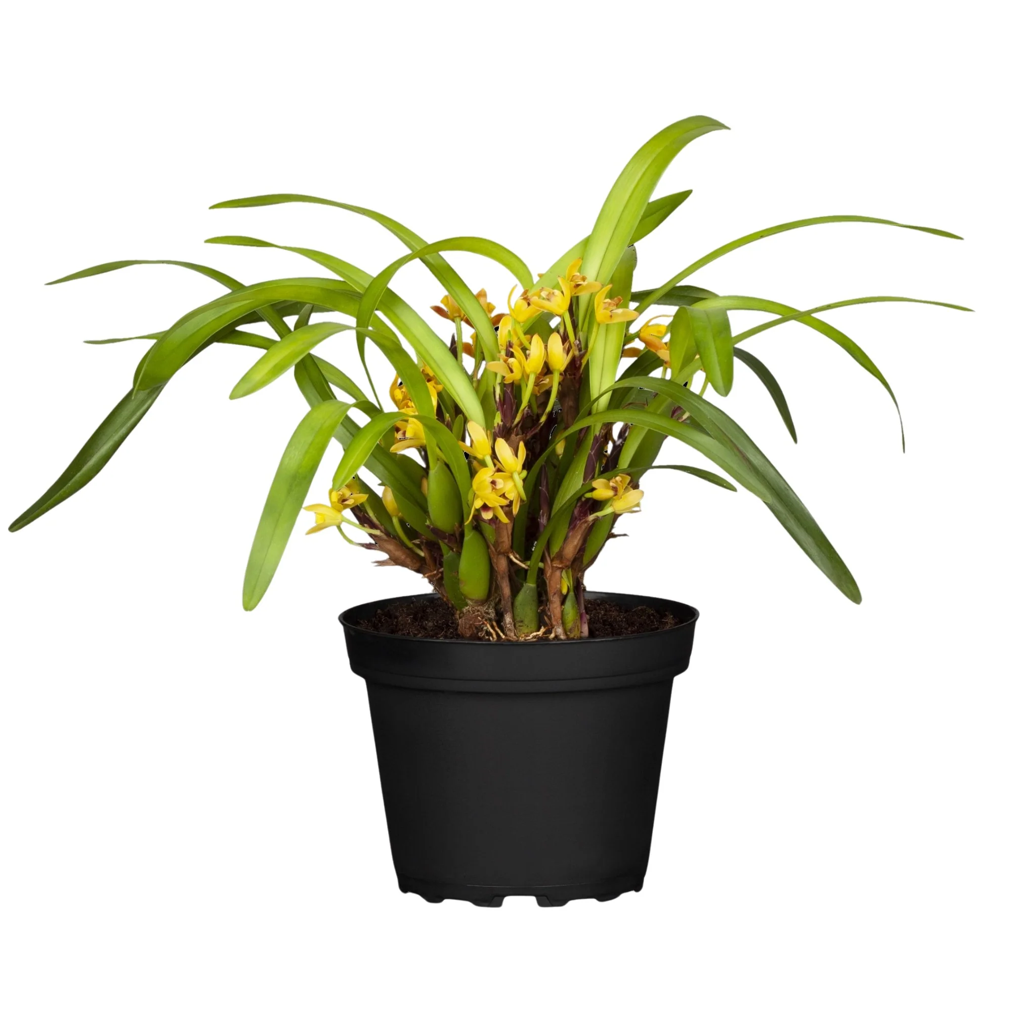 Orchidee - Image 3