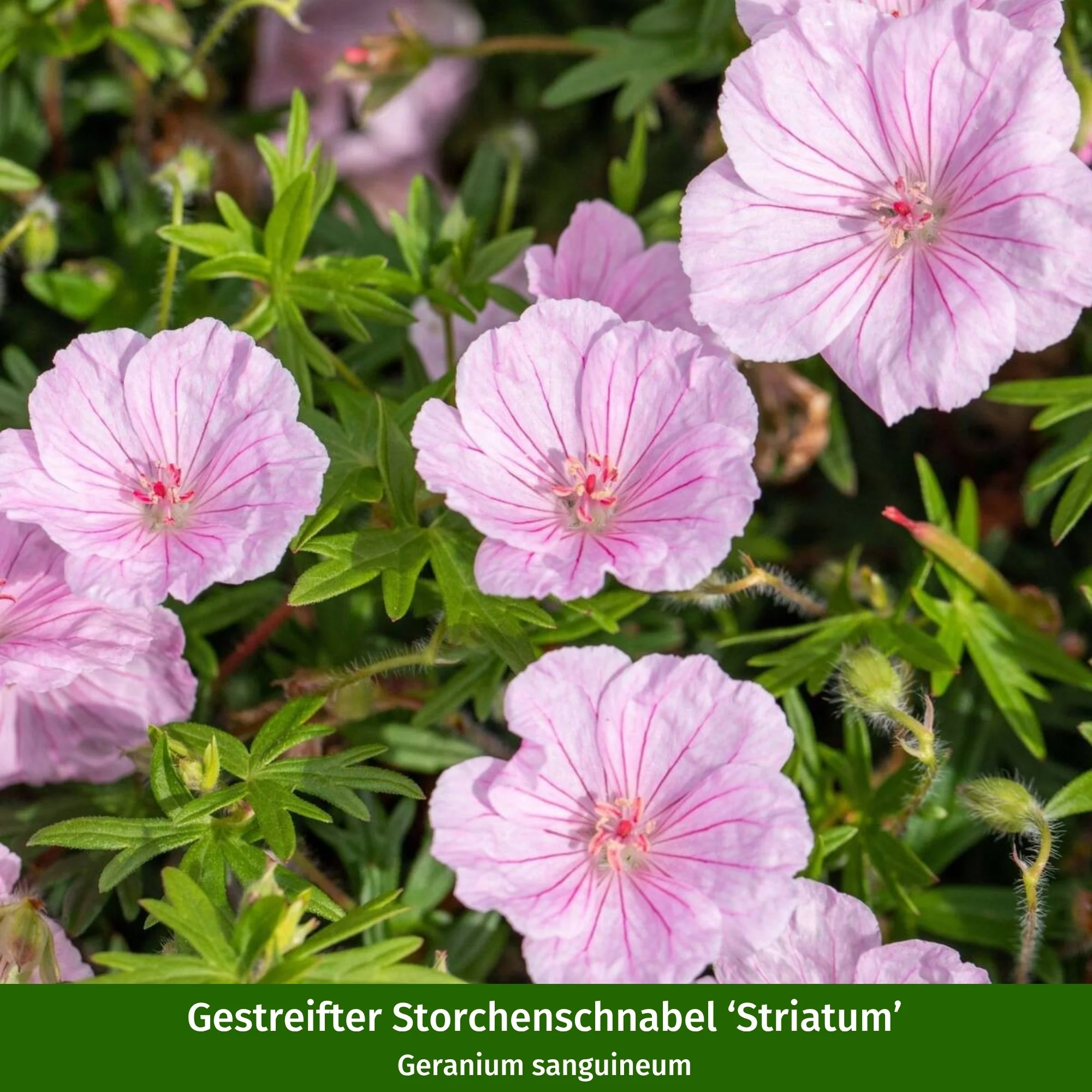 Staudenbeet "Rote Harmonien im Halbschatten" - Image 9