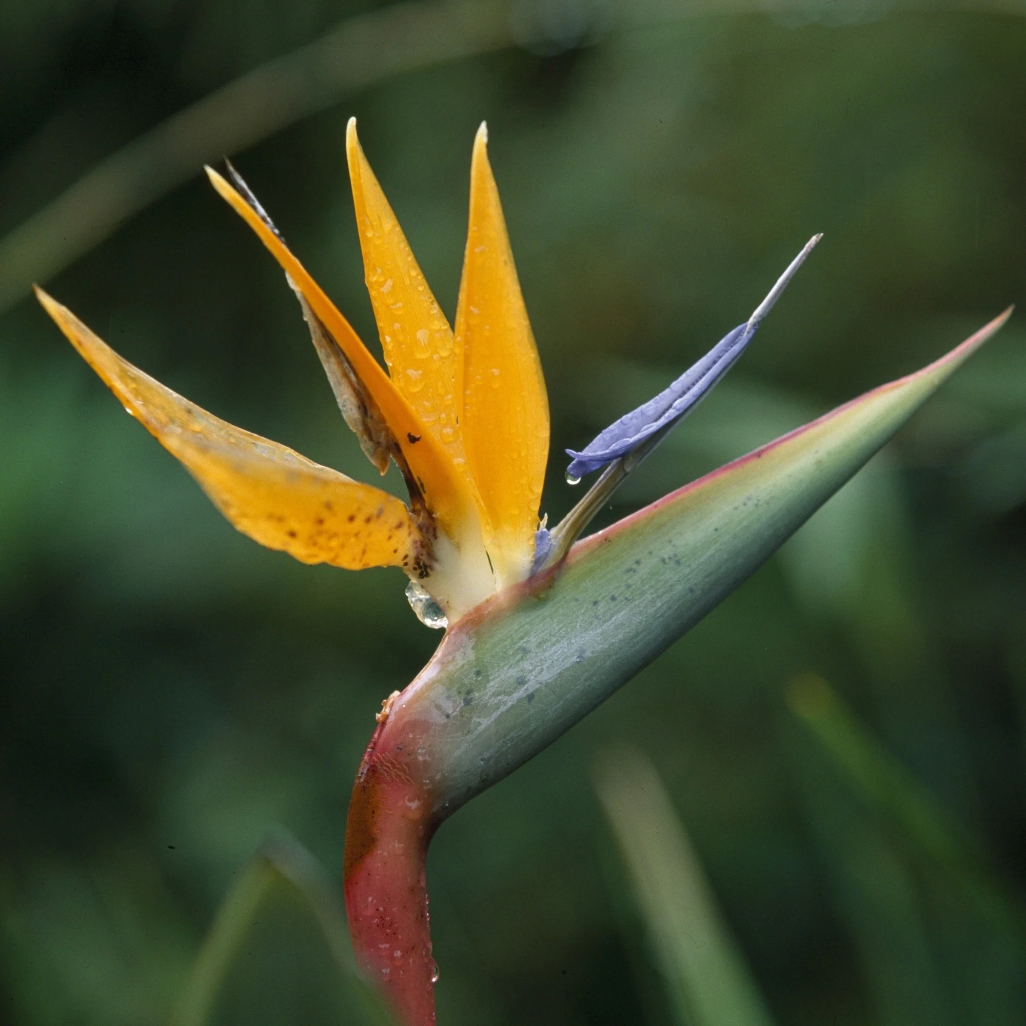 Paradiesvogelblume - Image 3