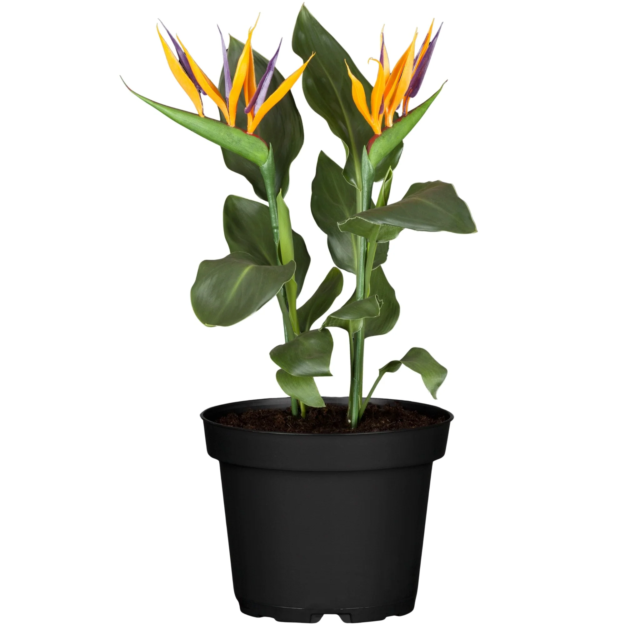 Paradiesvogelblume - Image 4