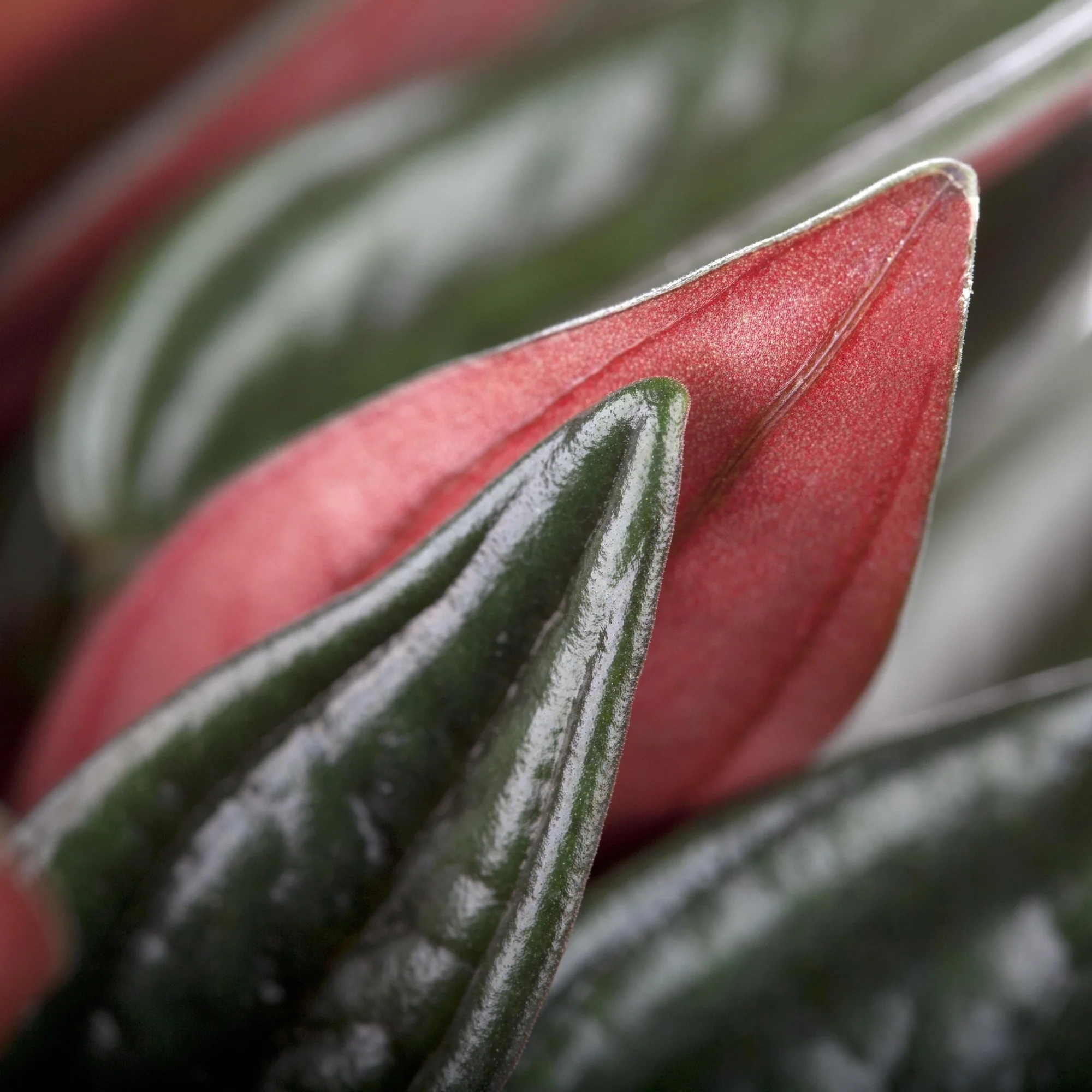 Pfefferpflanze 'Rosso' - Image 2