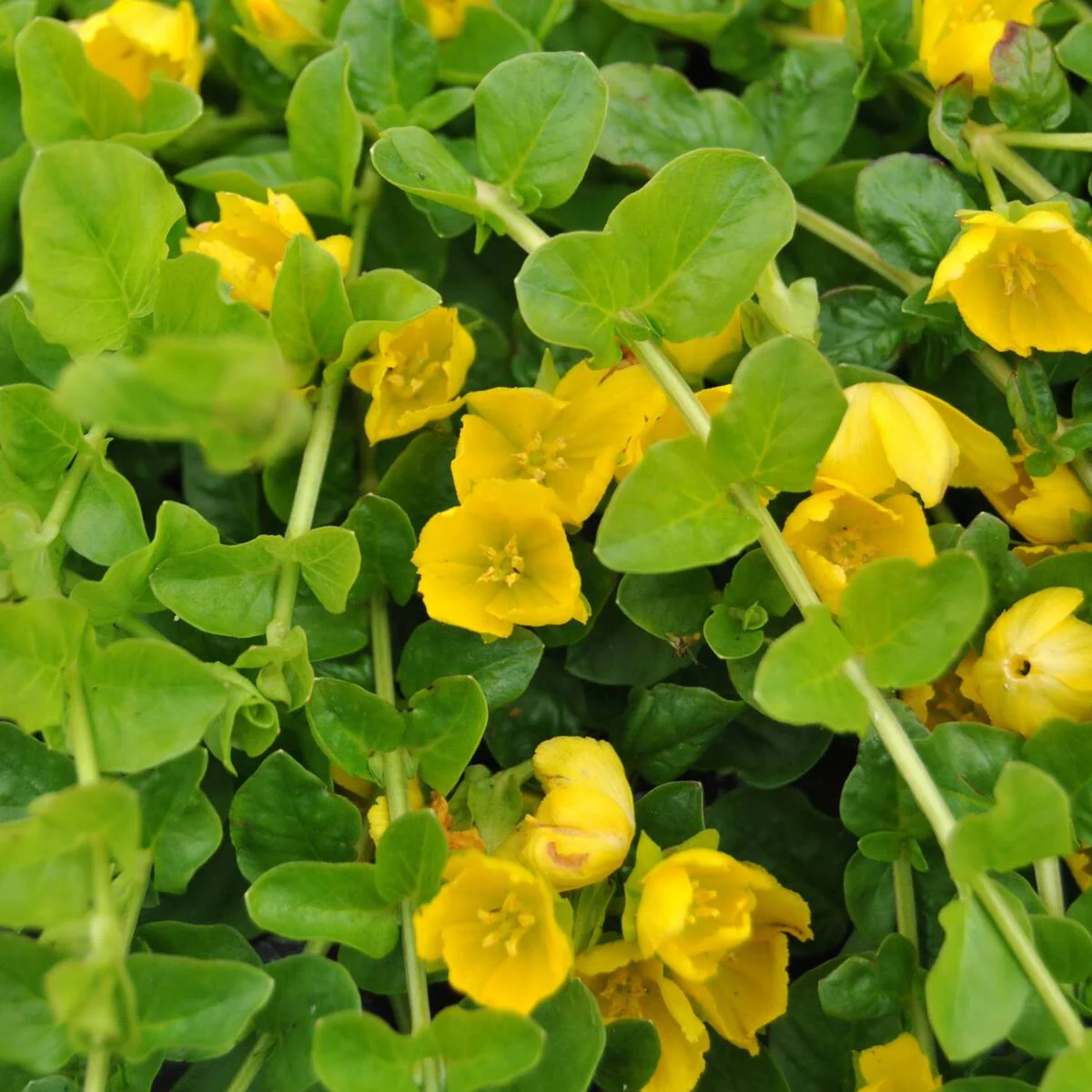 Pfennigkraut - Image 2