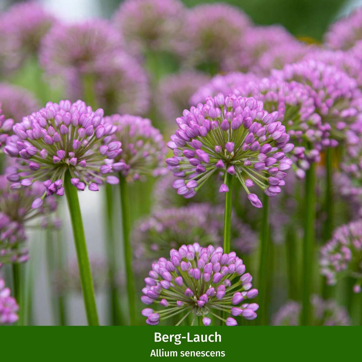 Staudenbeet "Schmetterlingsglück im Spätsommer" - Image 12