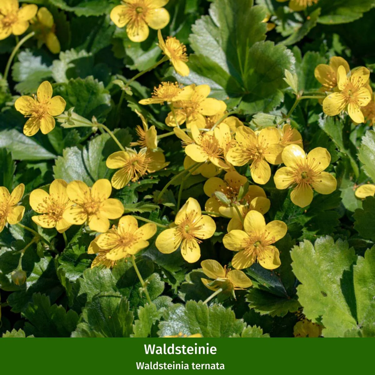 Paket 2 von 2 "Bienenfreude für sonnige Vorgärten" - Image 7