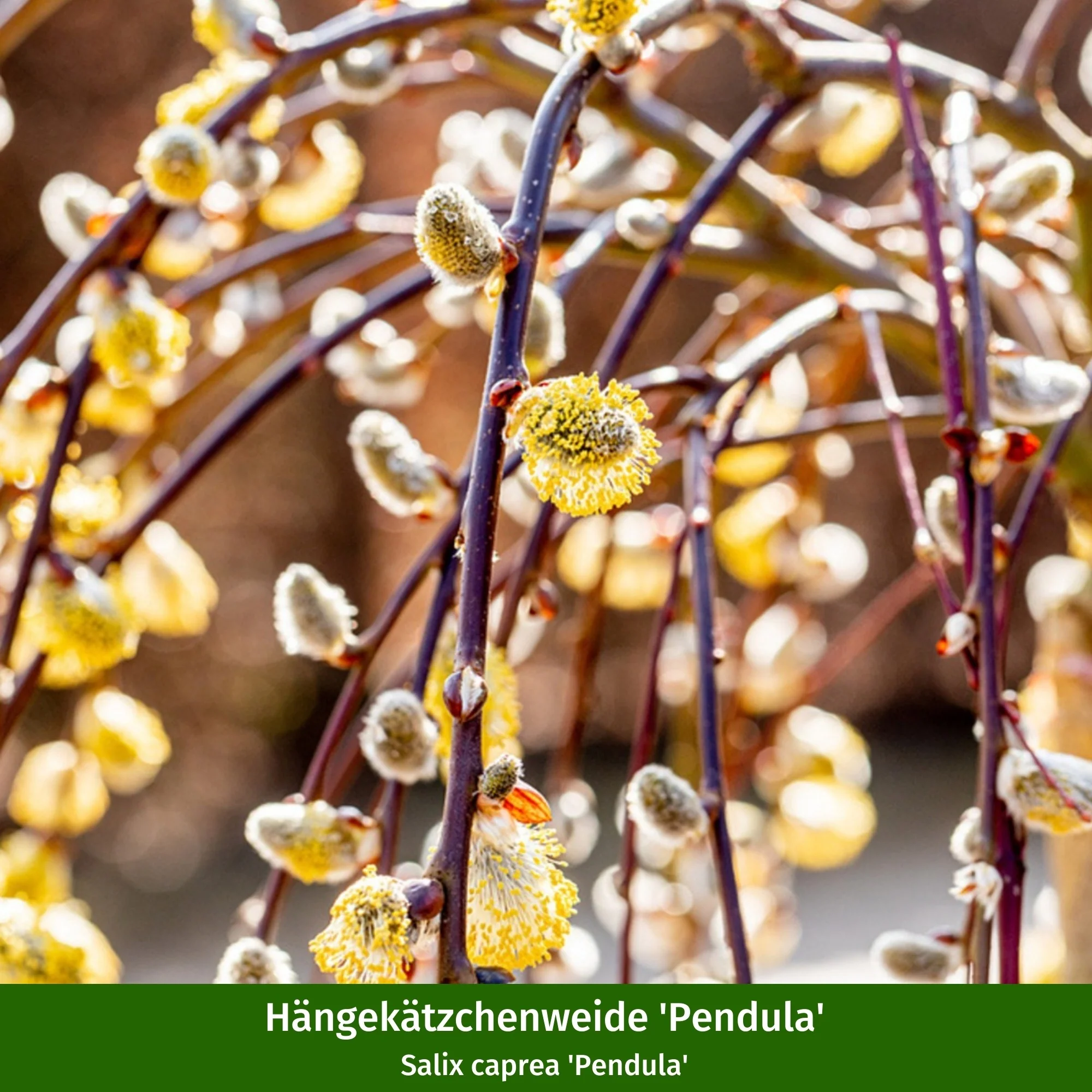Paket 2 von 2 "Bienenfreude für sonnige Vorgärten" - Image 6