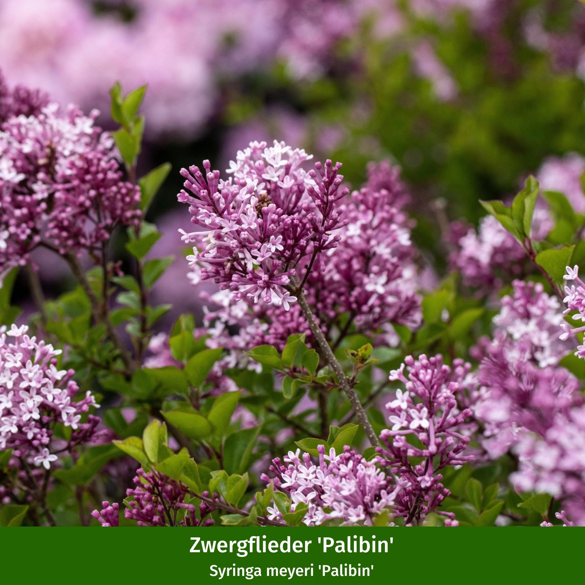 Paket 2 von 2 "Bienenfreude für sonnige Vorgärten" - Image 4