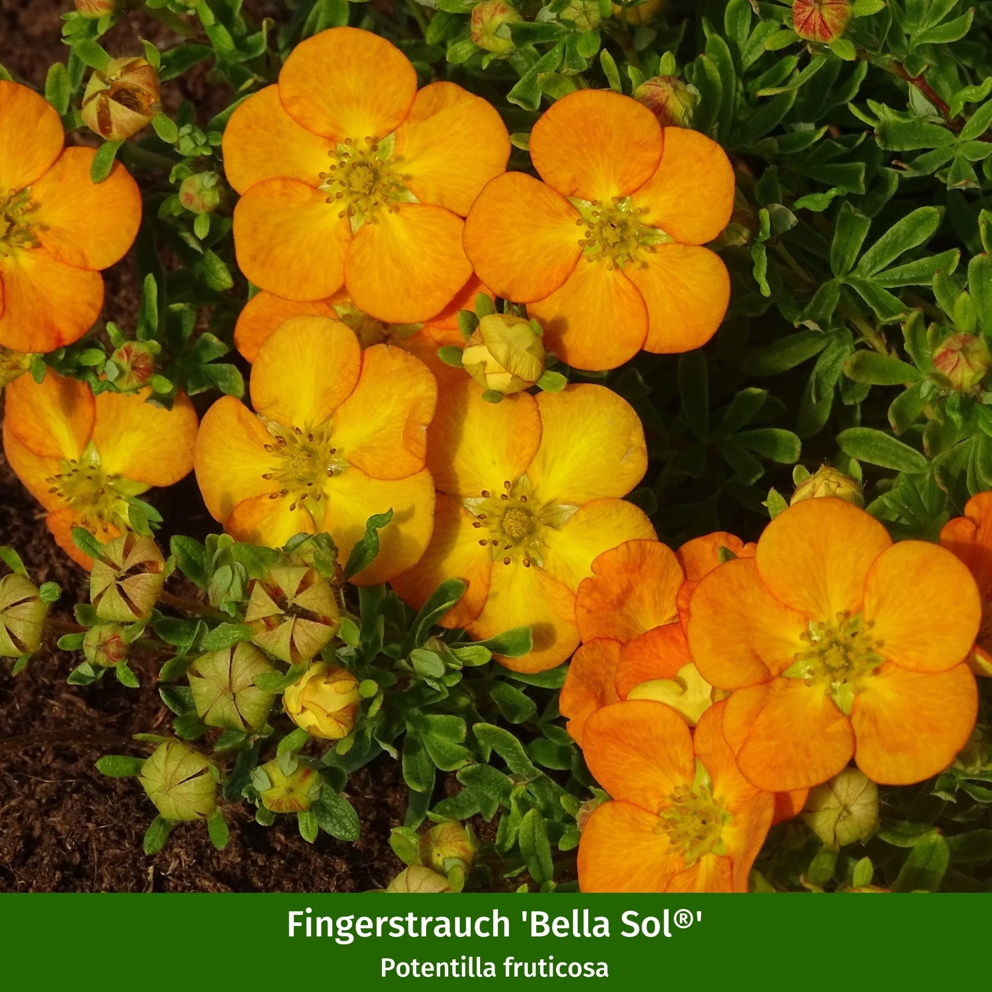 Pflanzen-Set "Bunte Bienenpower" - Image 3