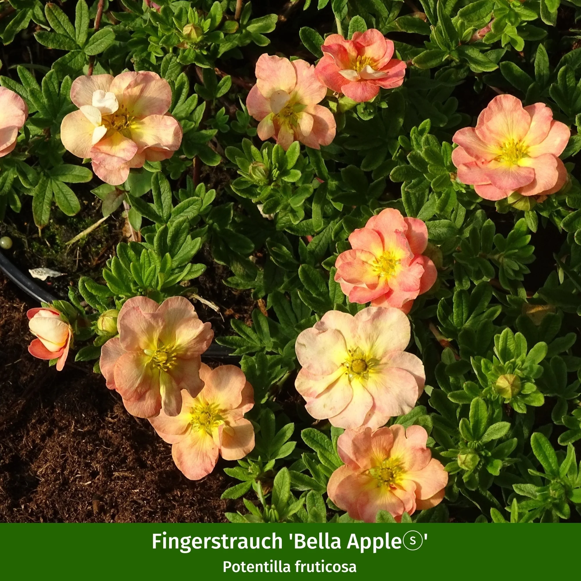 Pflanzen-Set "Bunte Bienenpower" - Image 4