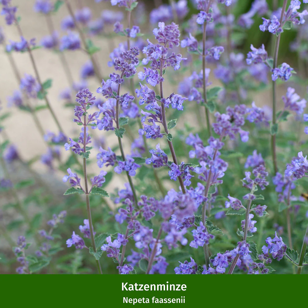 Rosen & Katzenminze fürs Beet - Image 5