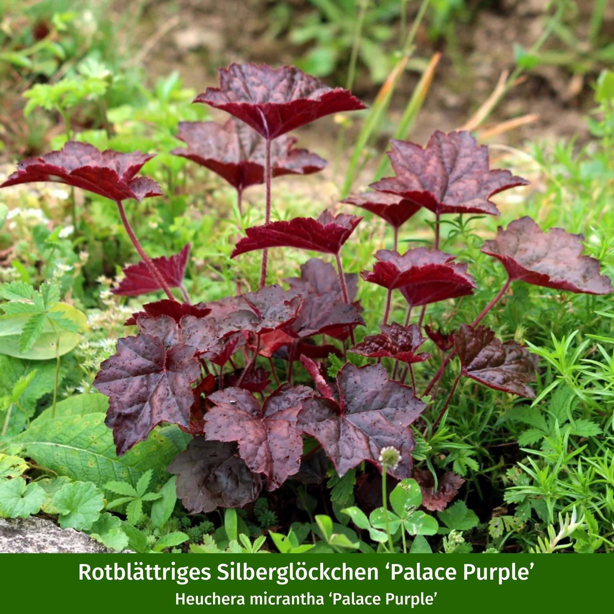 Staudenbeet "Rote Harmonien im Halbschatten" - Image 8