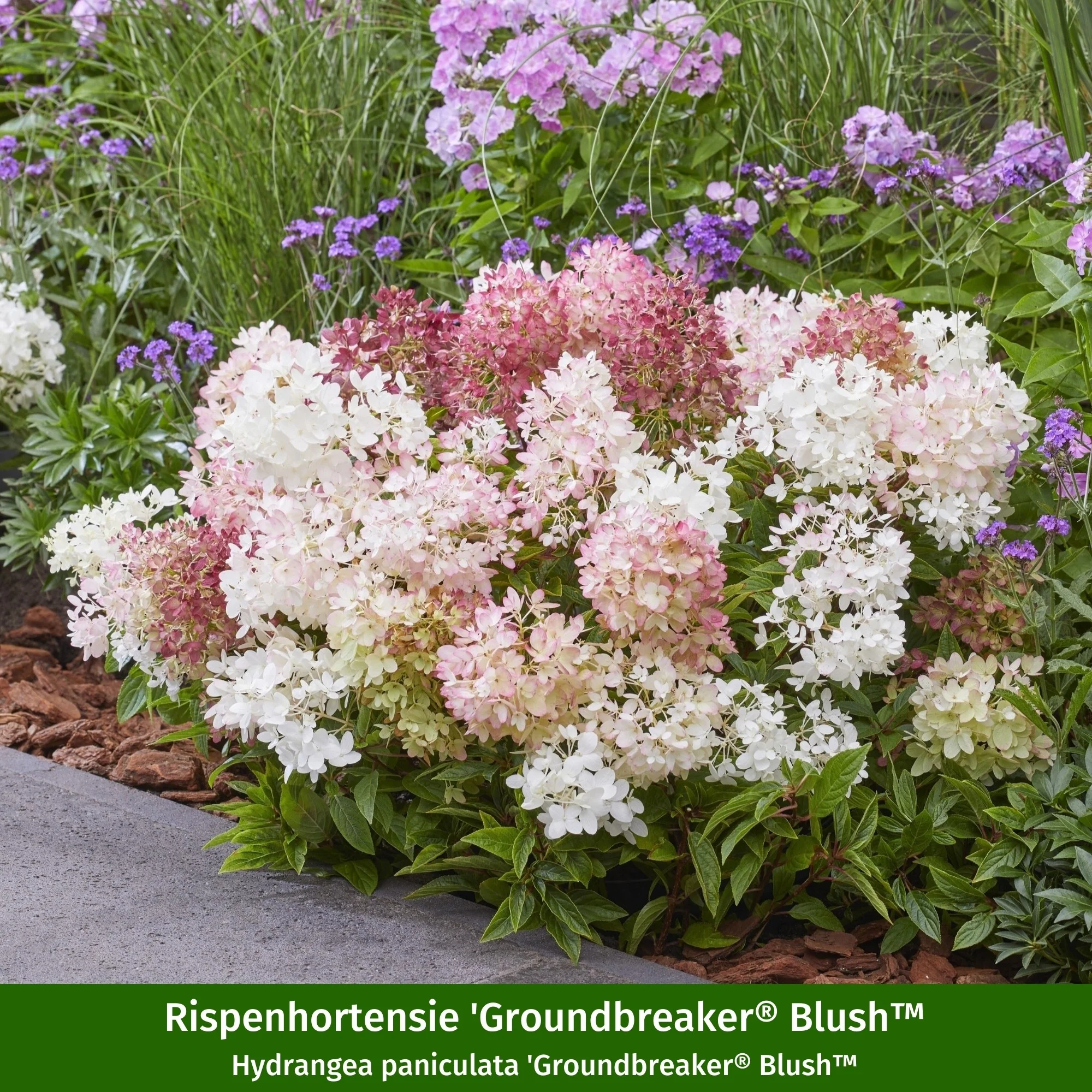 Paket 2 von 2 "Modernes Streifenbeet mit Hortensien und Stauden" - Image 4