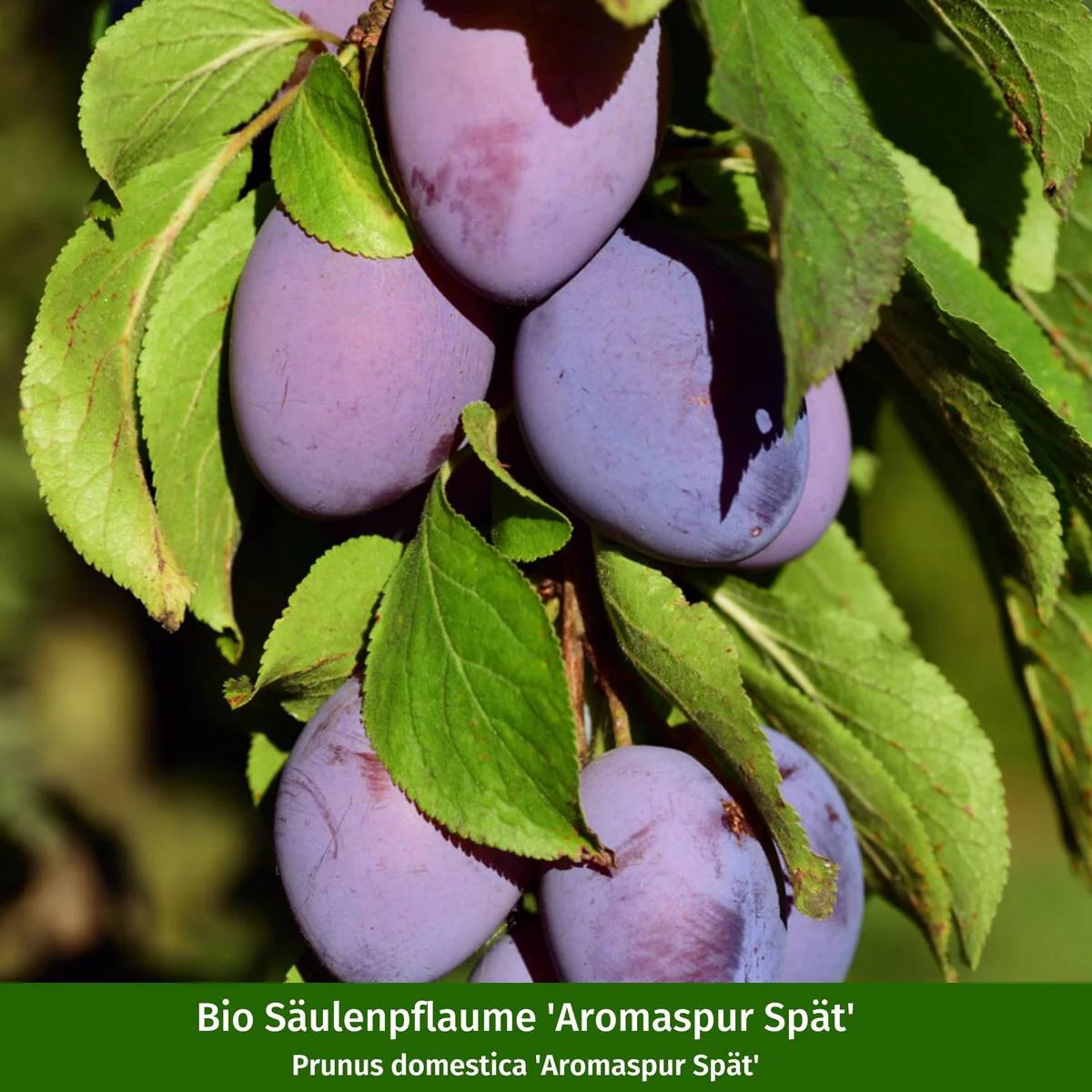 Pflanzen-Set “Fruchtvielfalt im Garten“ - Image 15