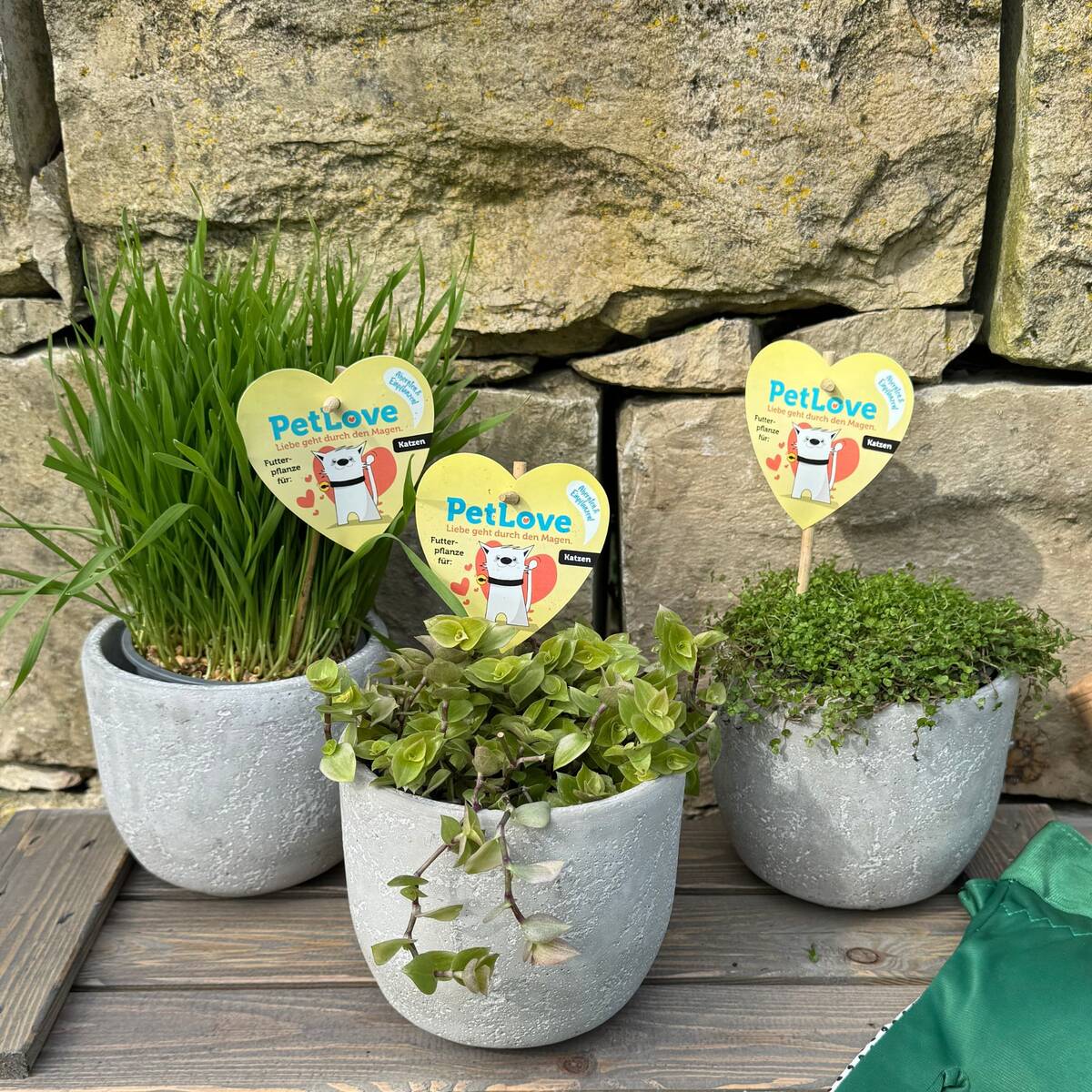 Pflanzen-Set "Katzen-Garten"