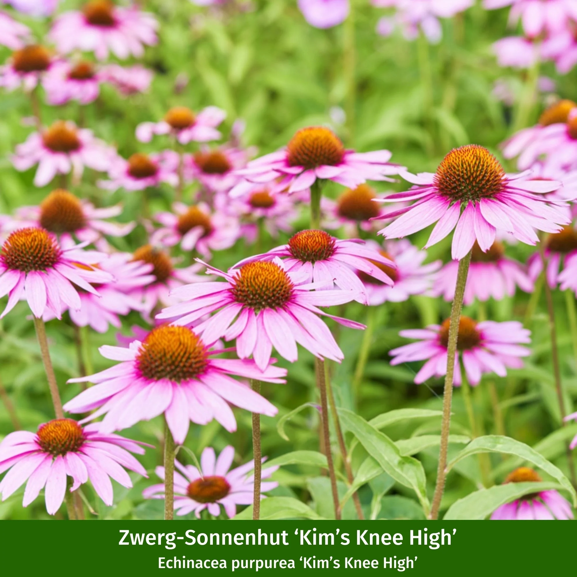 Staudenbeet "Bunter Sonnenanbeter" - Image 12