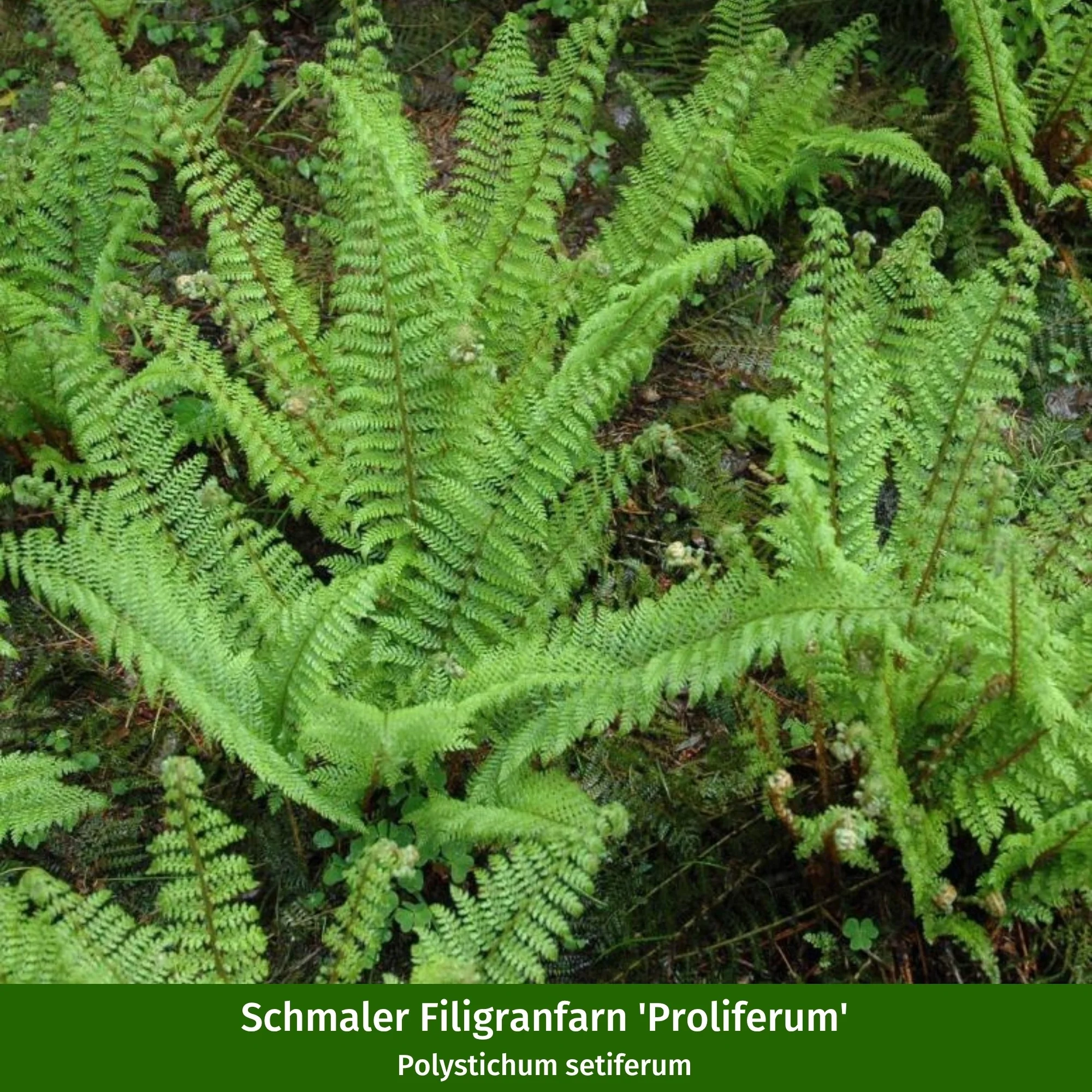 Pflanzen-Set "Schattiger Farngarten" - Image 3