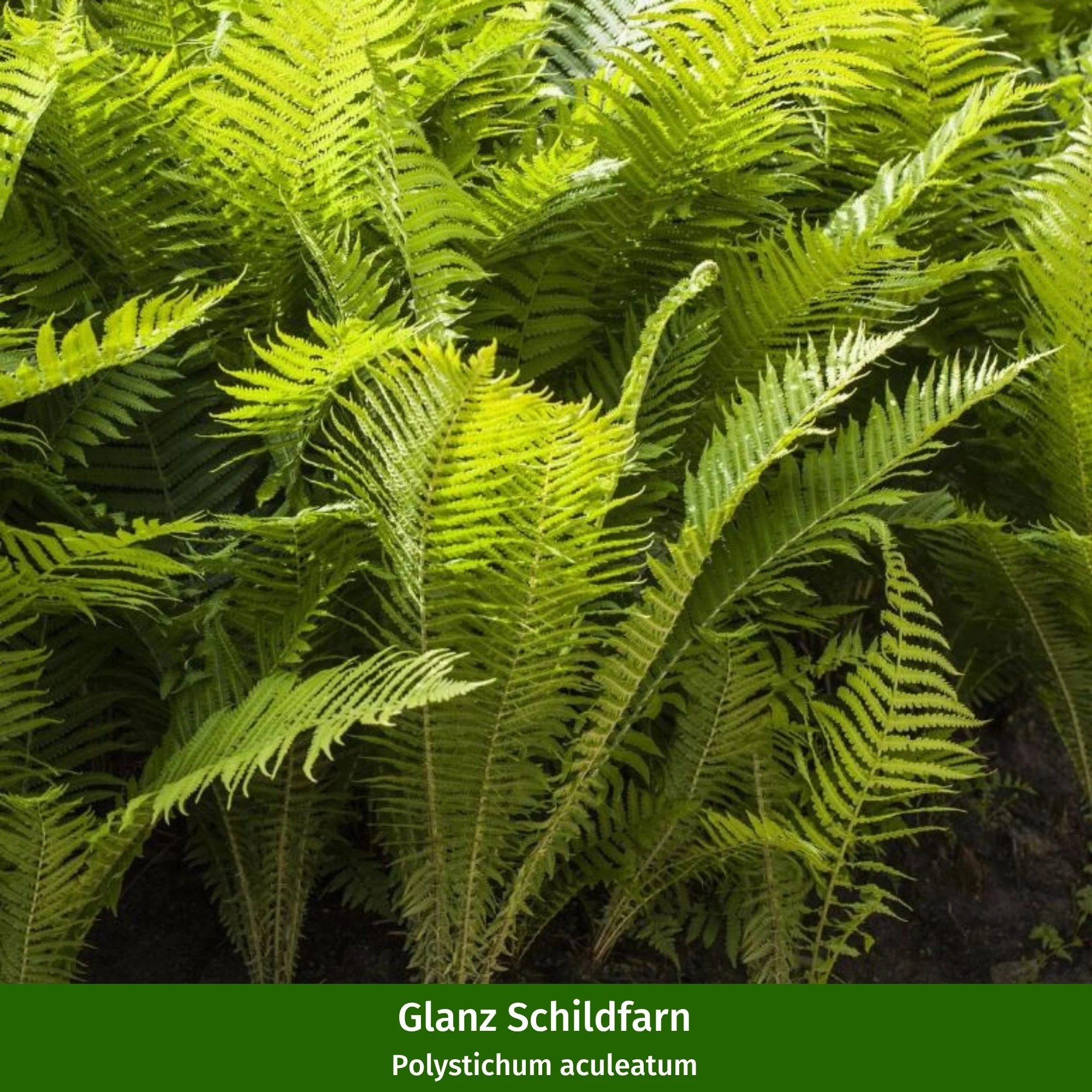 Pflanzen-Set "Schattiger Farngarten" - Image 4