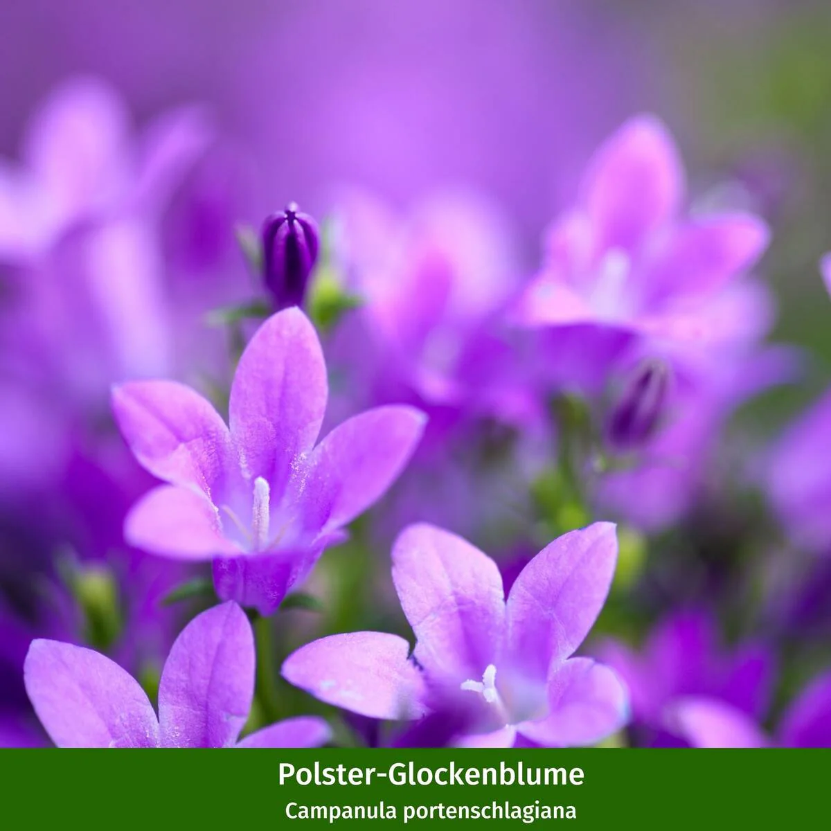Pflanzen-Set "Schildkröten-Garten" - Image 3