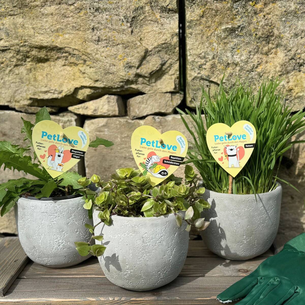 Pflanzen-Set "Tierfutter Trio"