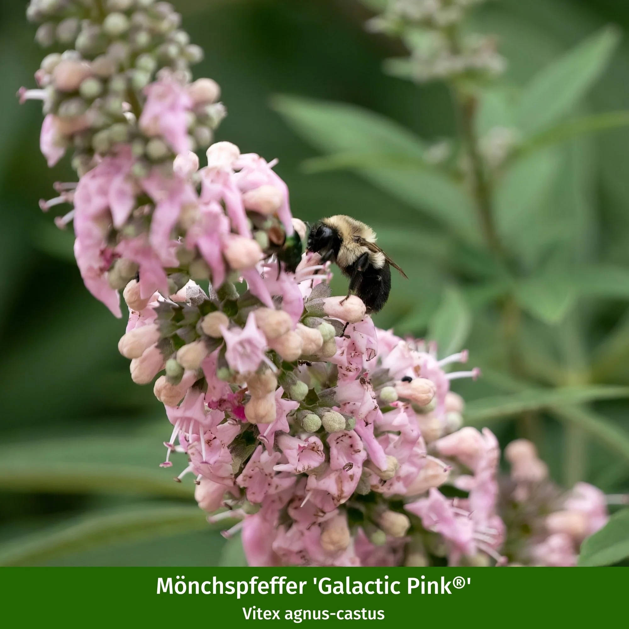 Pflanzen-Set "Vitex-Mix" - Image 2