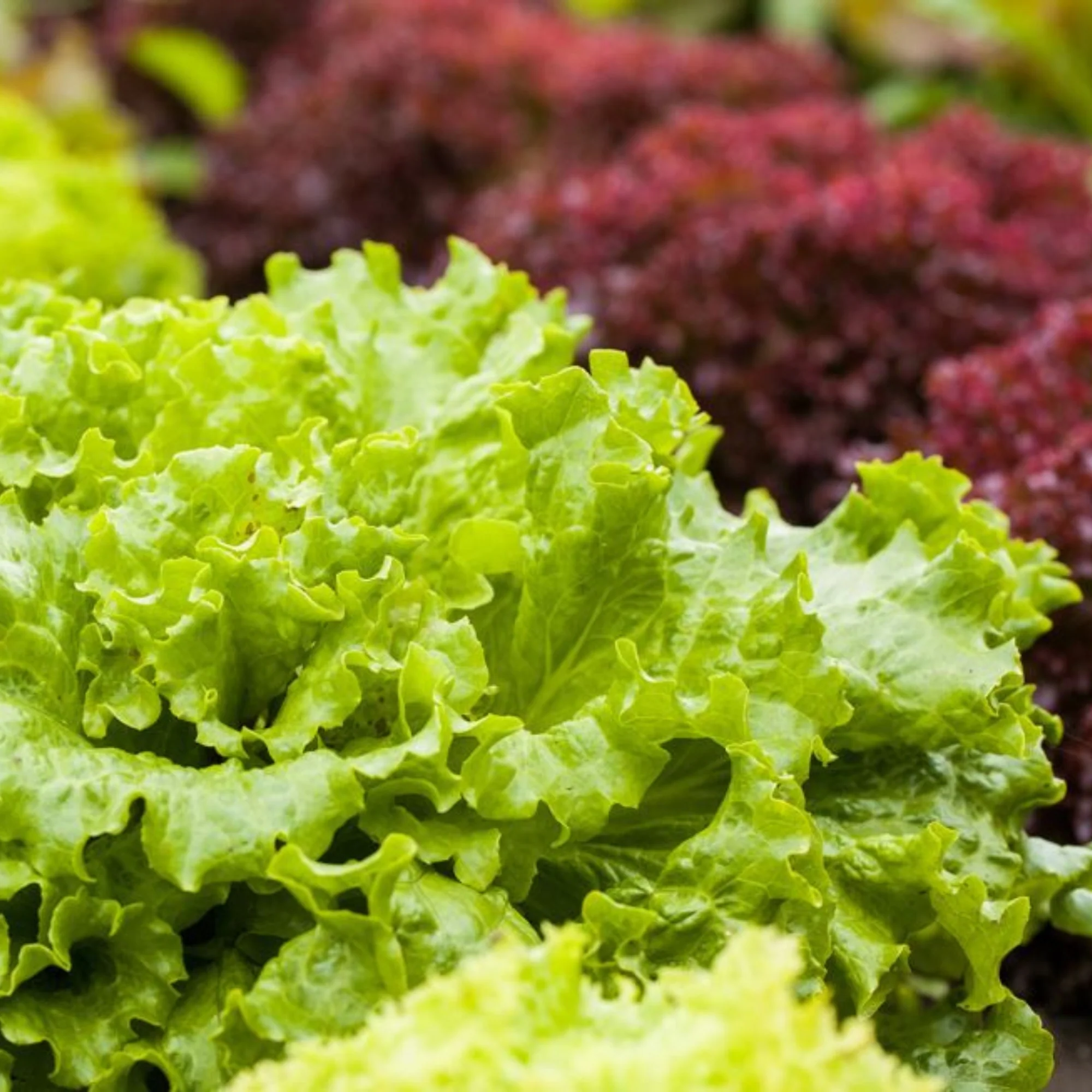Pflücksalat-Mix 'Lollo Bionda'