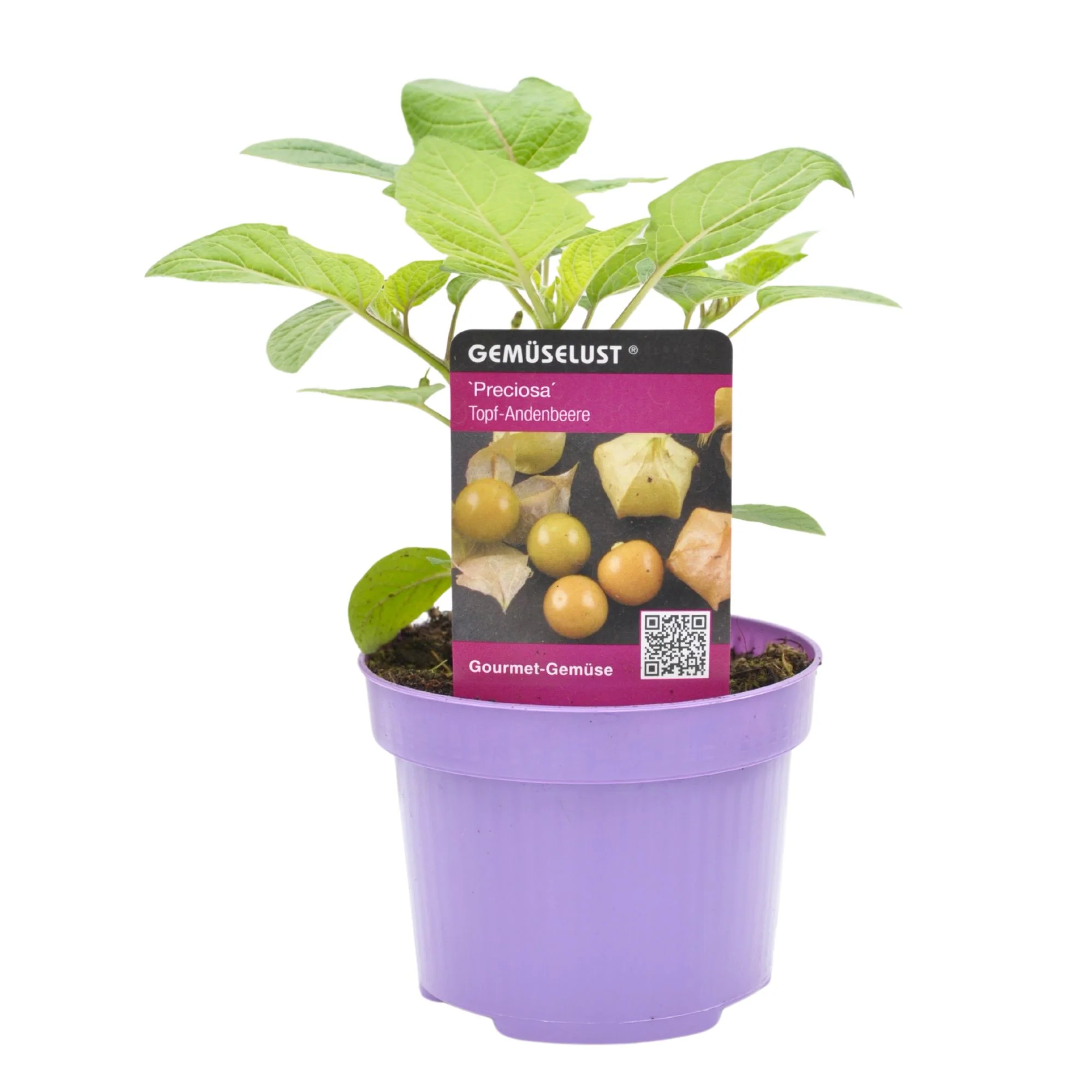 Physalis 'Preciosa' - Image 2
