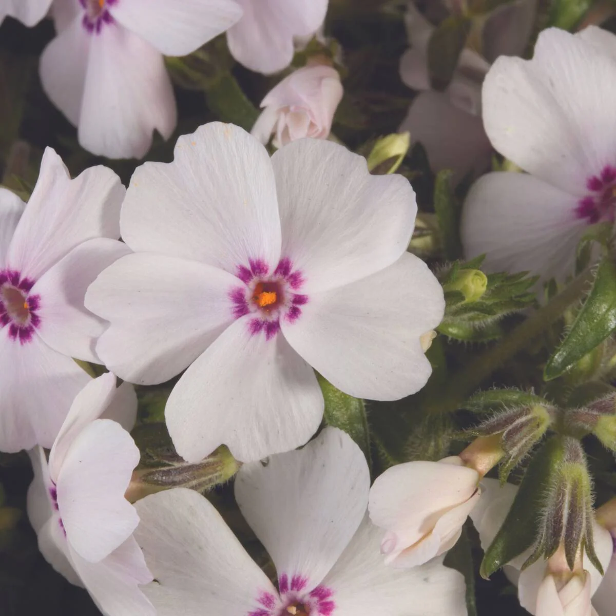 Polster-Phlox 'Amazing Grace'