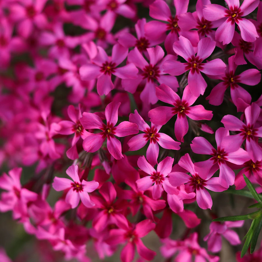 Polster-Phlox 'Atropurpurea'