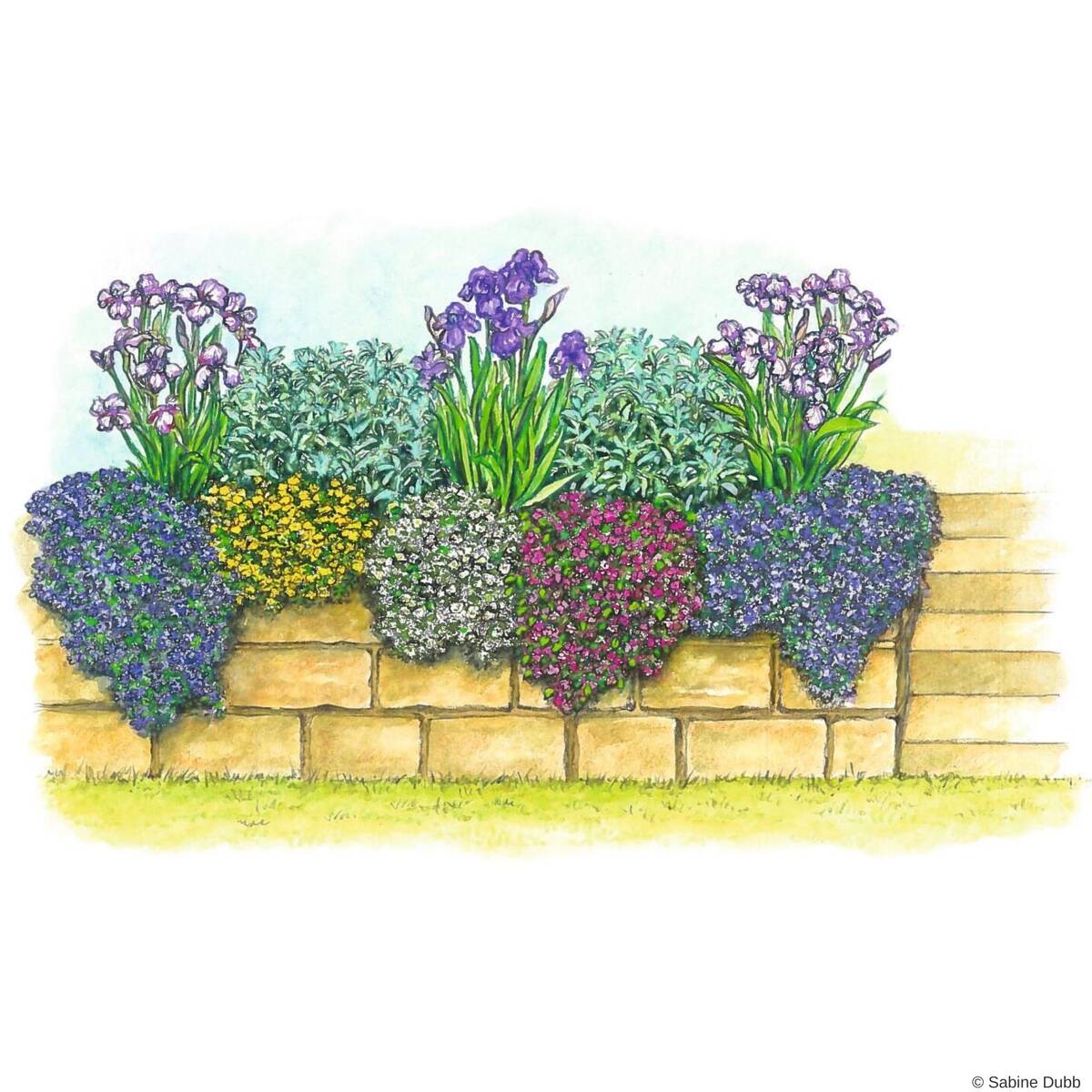 Polster-Staudenbeet "Buntes Farbenmeer"