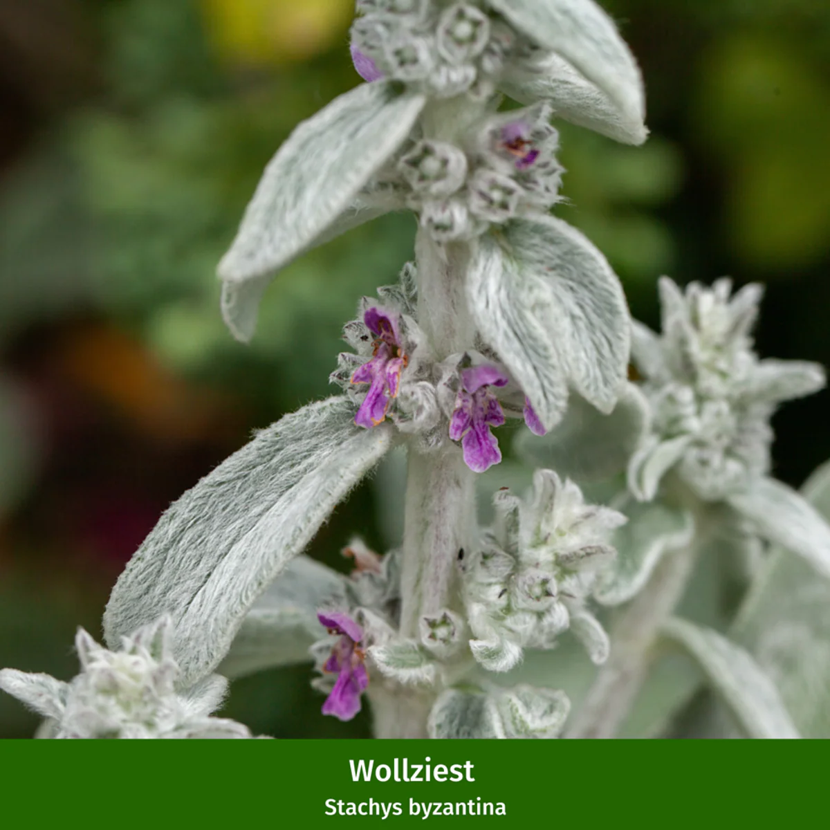 Polster-Staudenbeet "Buntes Farbenmeer" - Image 2