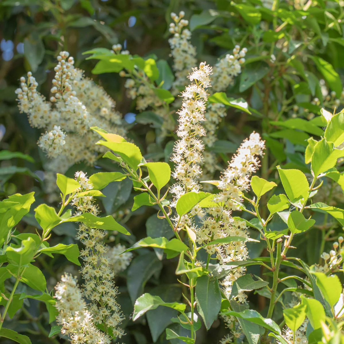Portugiesischer Kirschlorbeer 'Angustifolia' - Image 2