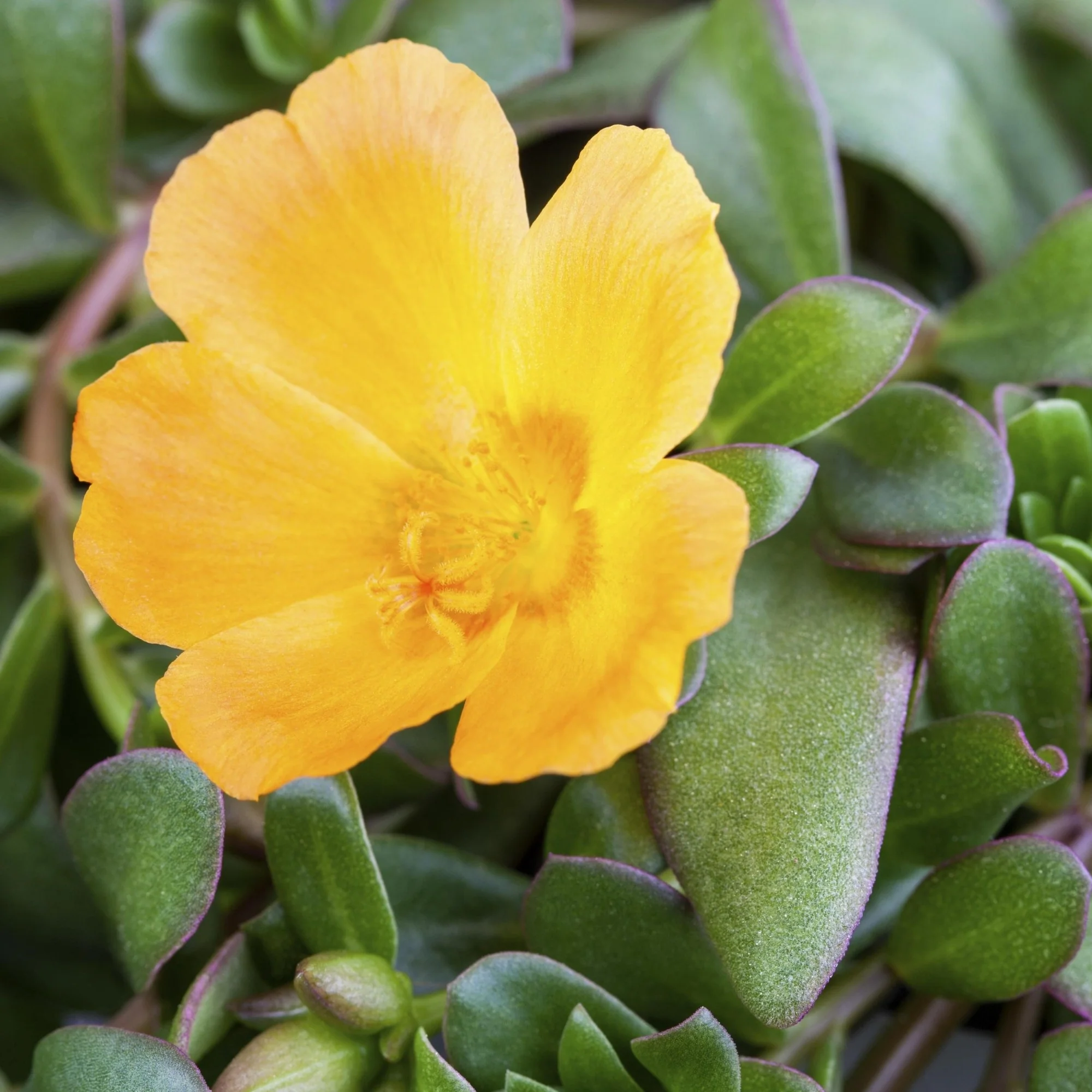 Portulakröschen - Image 2