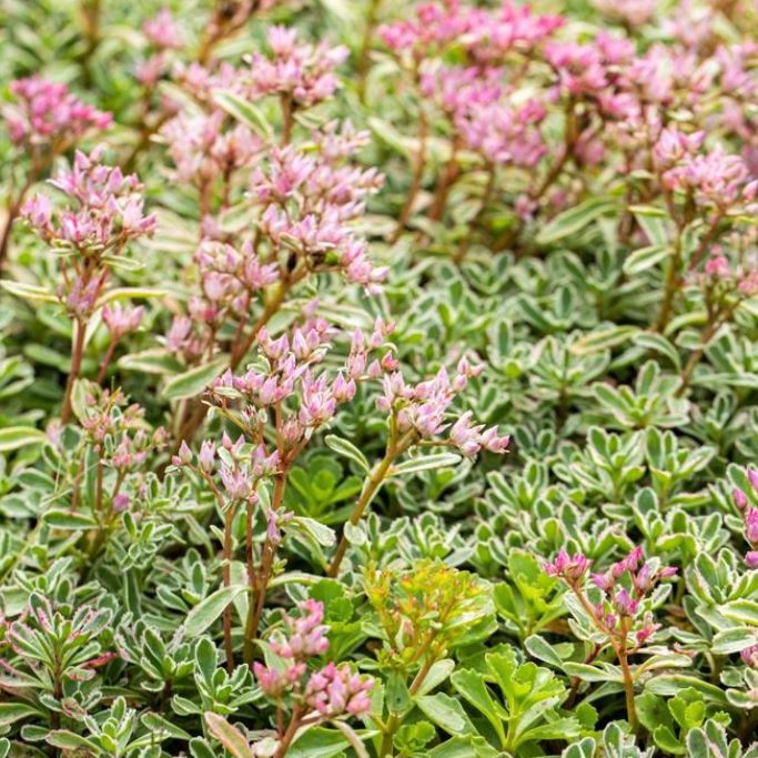 Prächtiges Fettblatt 'Variegatum'