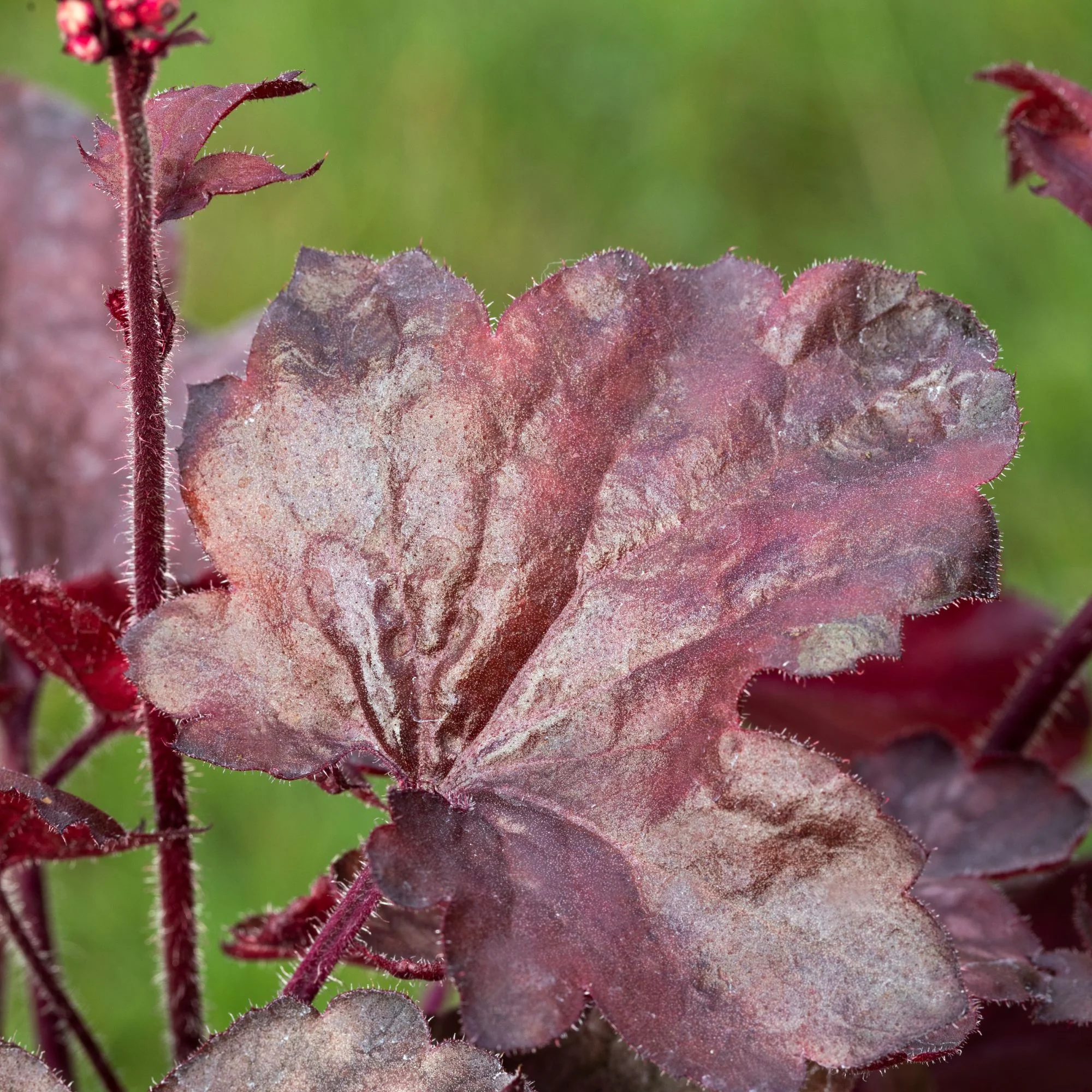 Purpurglöckchen 'Melting Fire'
