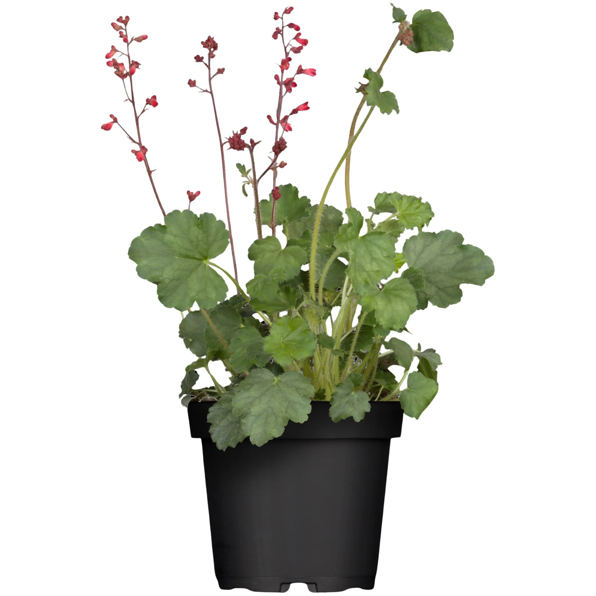Purpurglöckchen 'Splendens' - Image 3