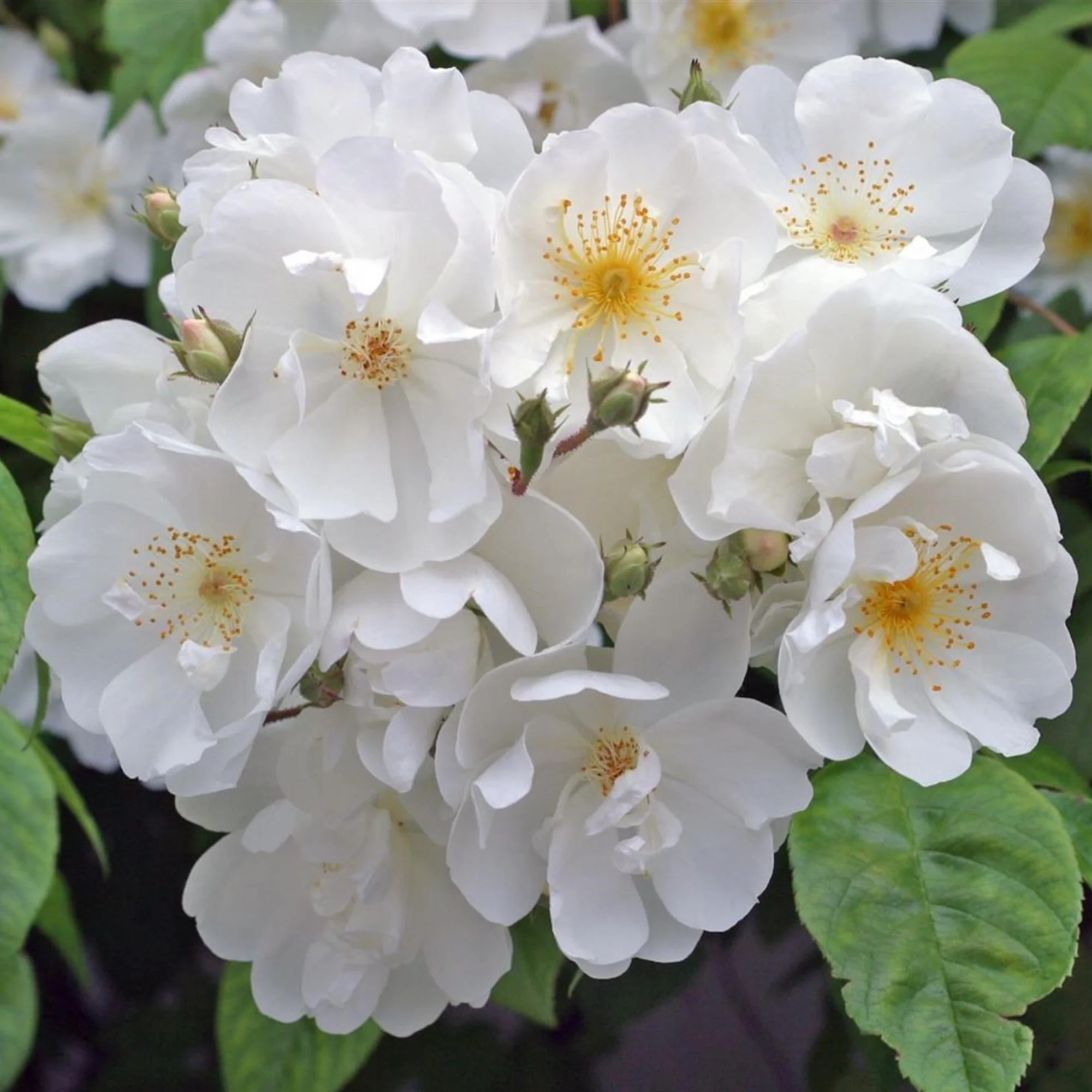Ramblerrose 'Bobby James' - Image 2