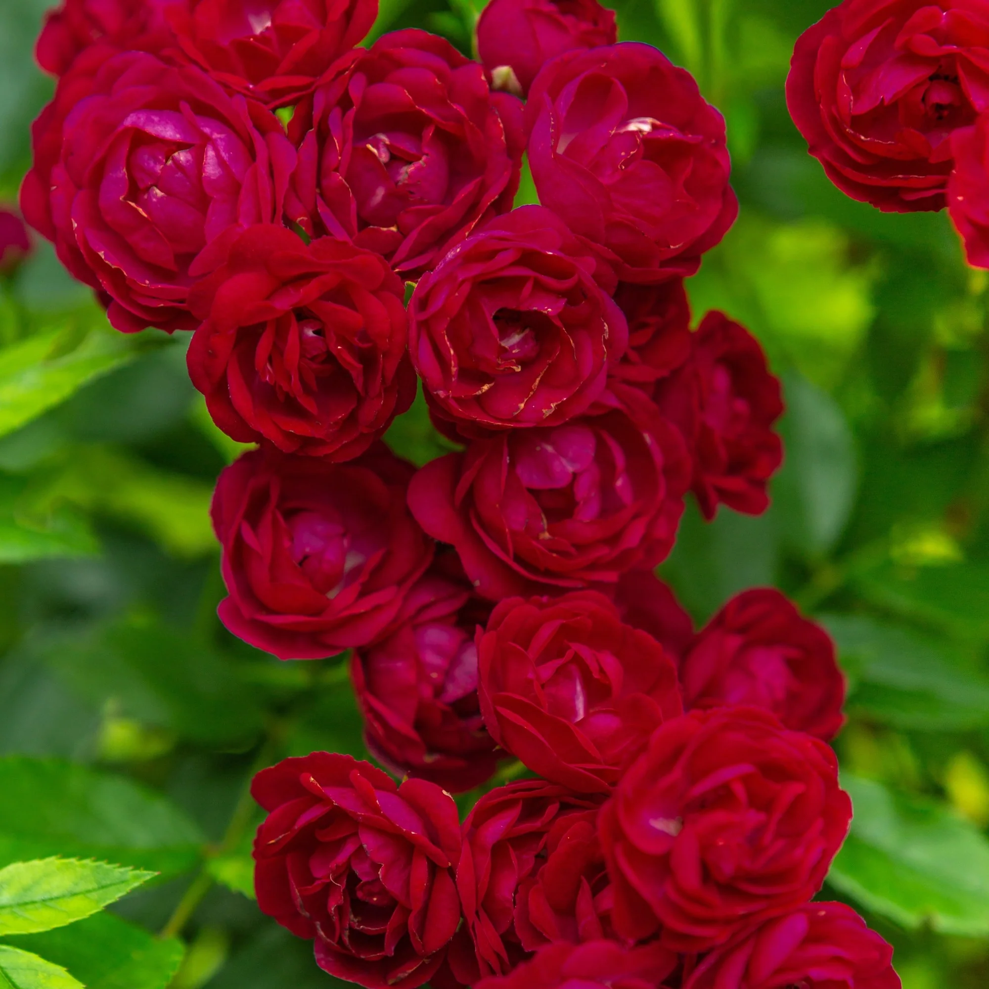 Ramblerrose 'Perennial Domino®' - Image 2
