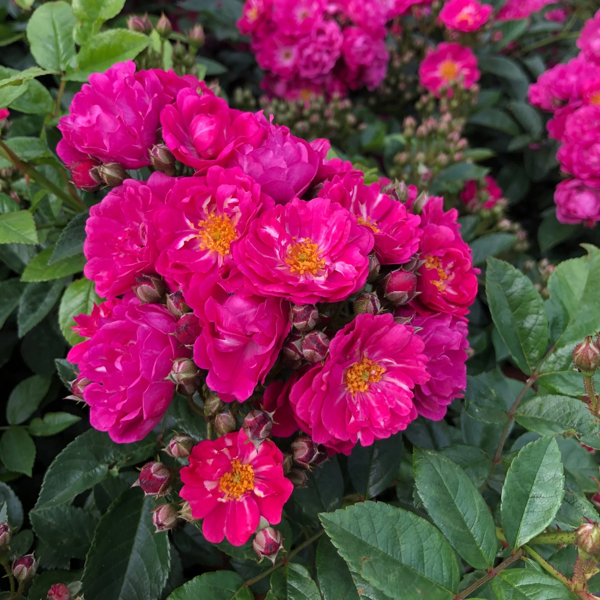 Ramblerrose 'Perfumy Siluetta®' - Image 2